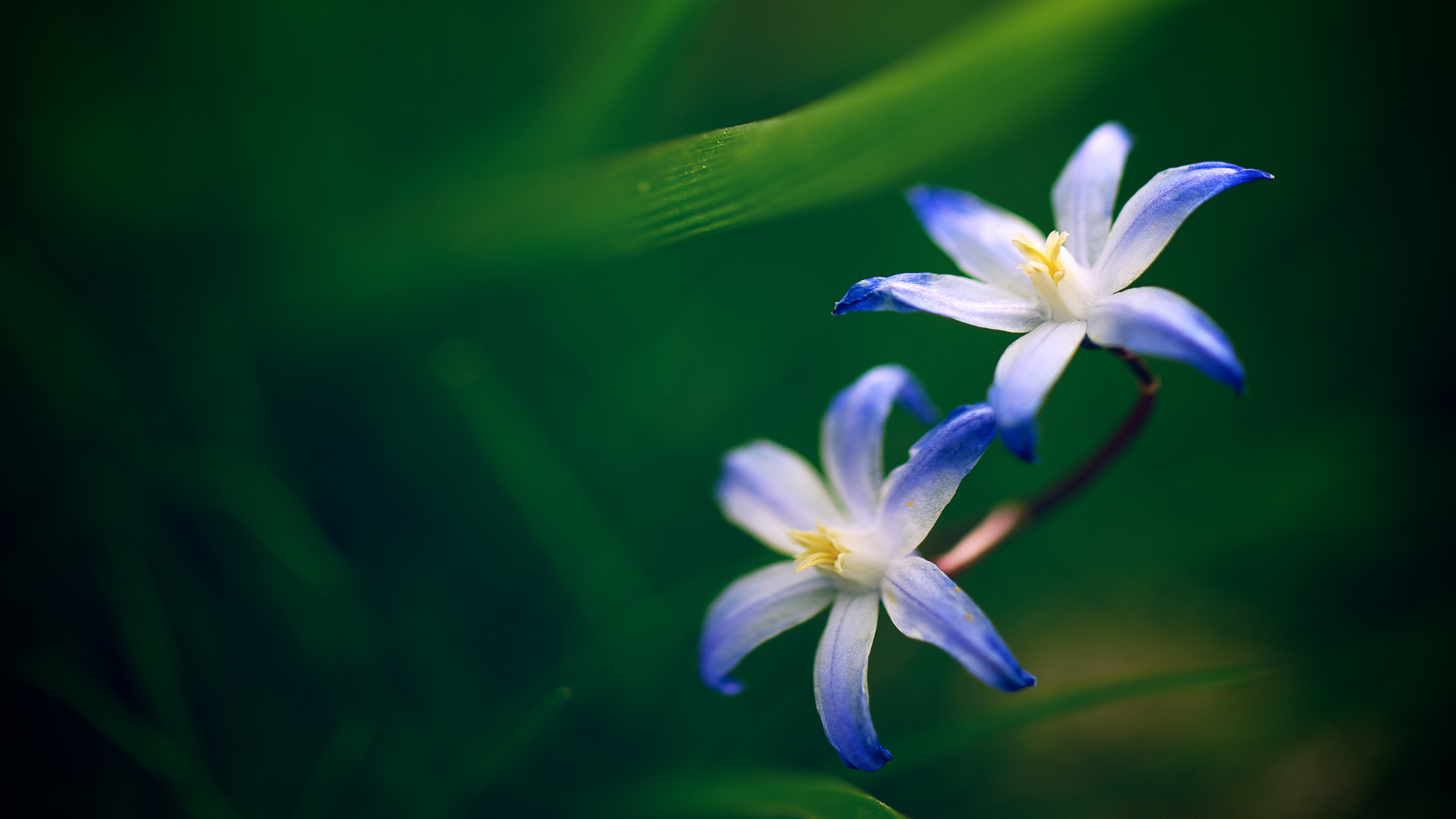 Хионодокса синяя цветок