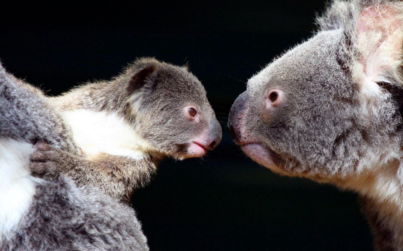 animals, koalas, couple, pair, tenderness