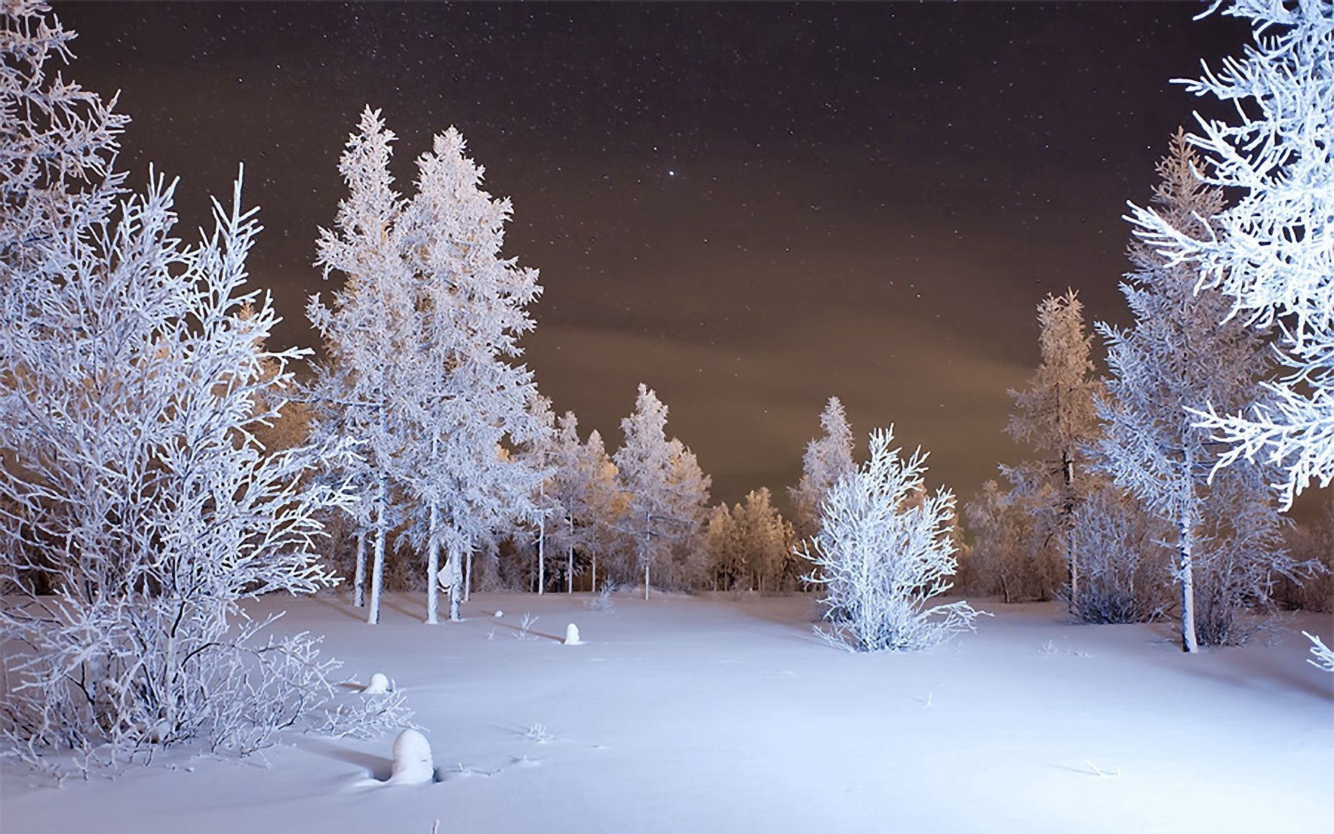 Download mobile wallpaper Forest, Snow, Winter, Nature for free.