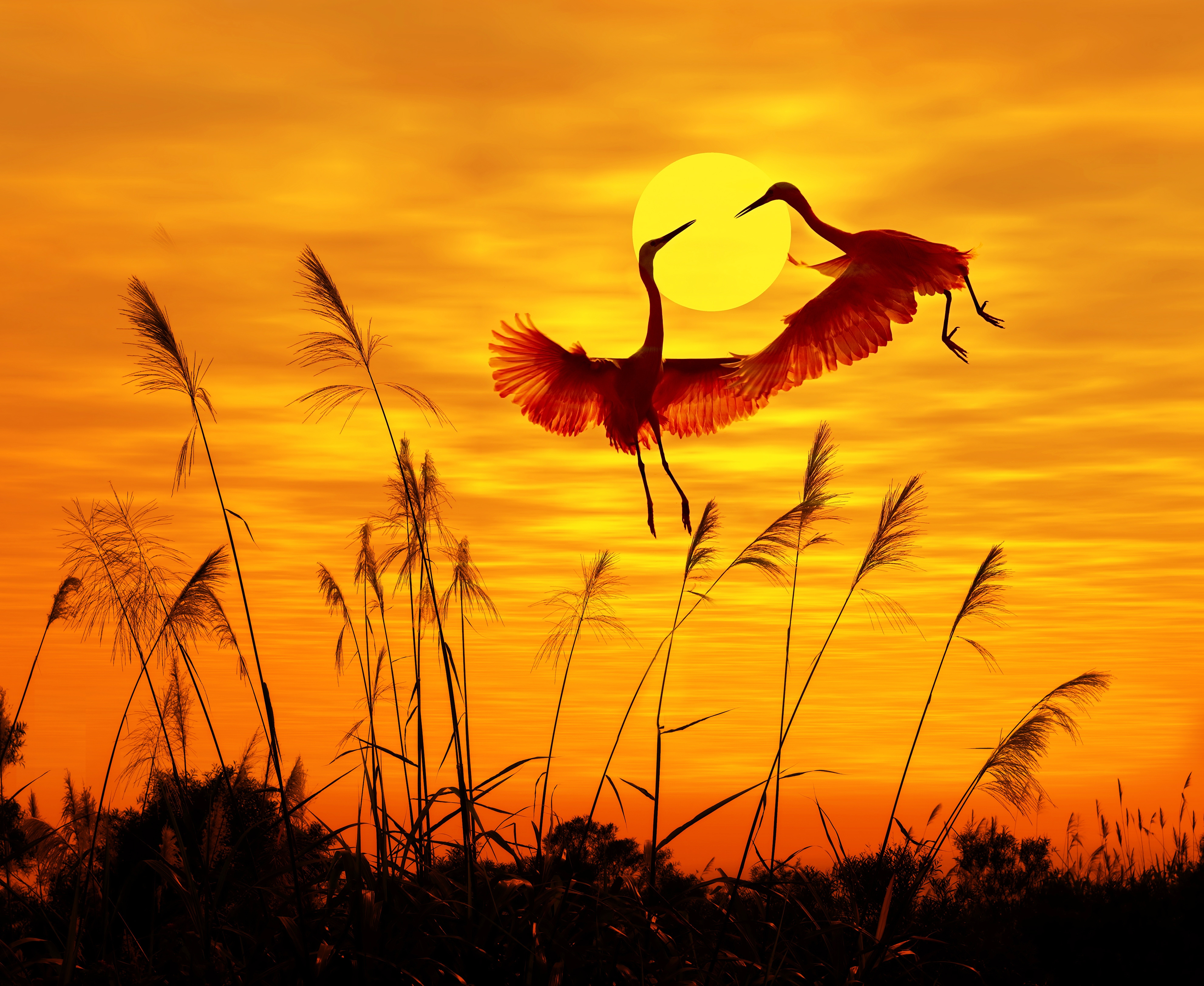bird, heron, animal, silhouette, sunset, birds HD wallpaper