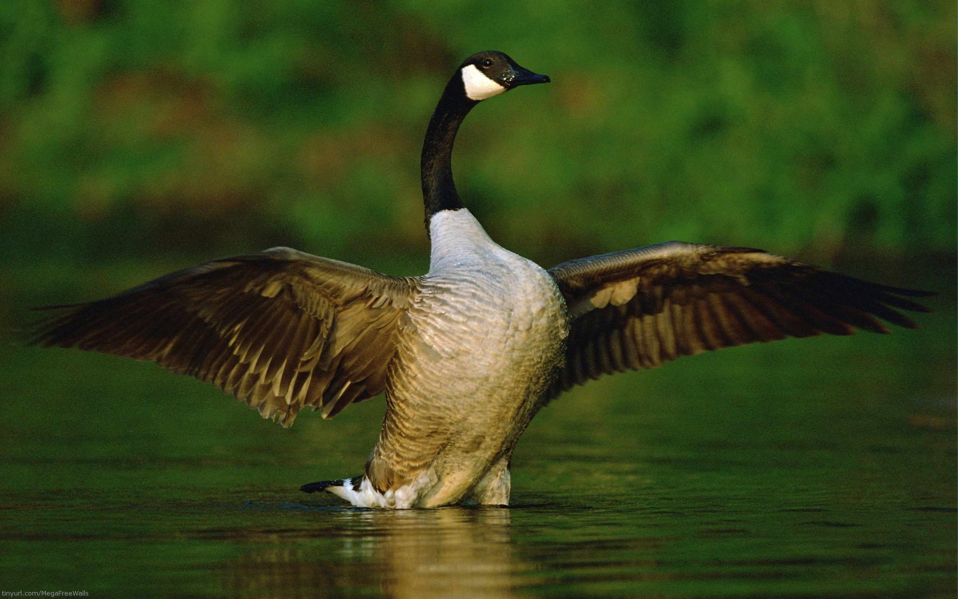goose, green, animal, bird, birds Free Stock Photo