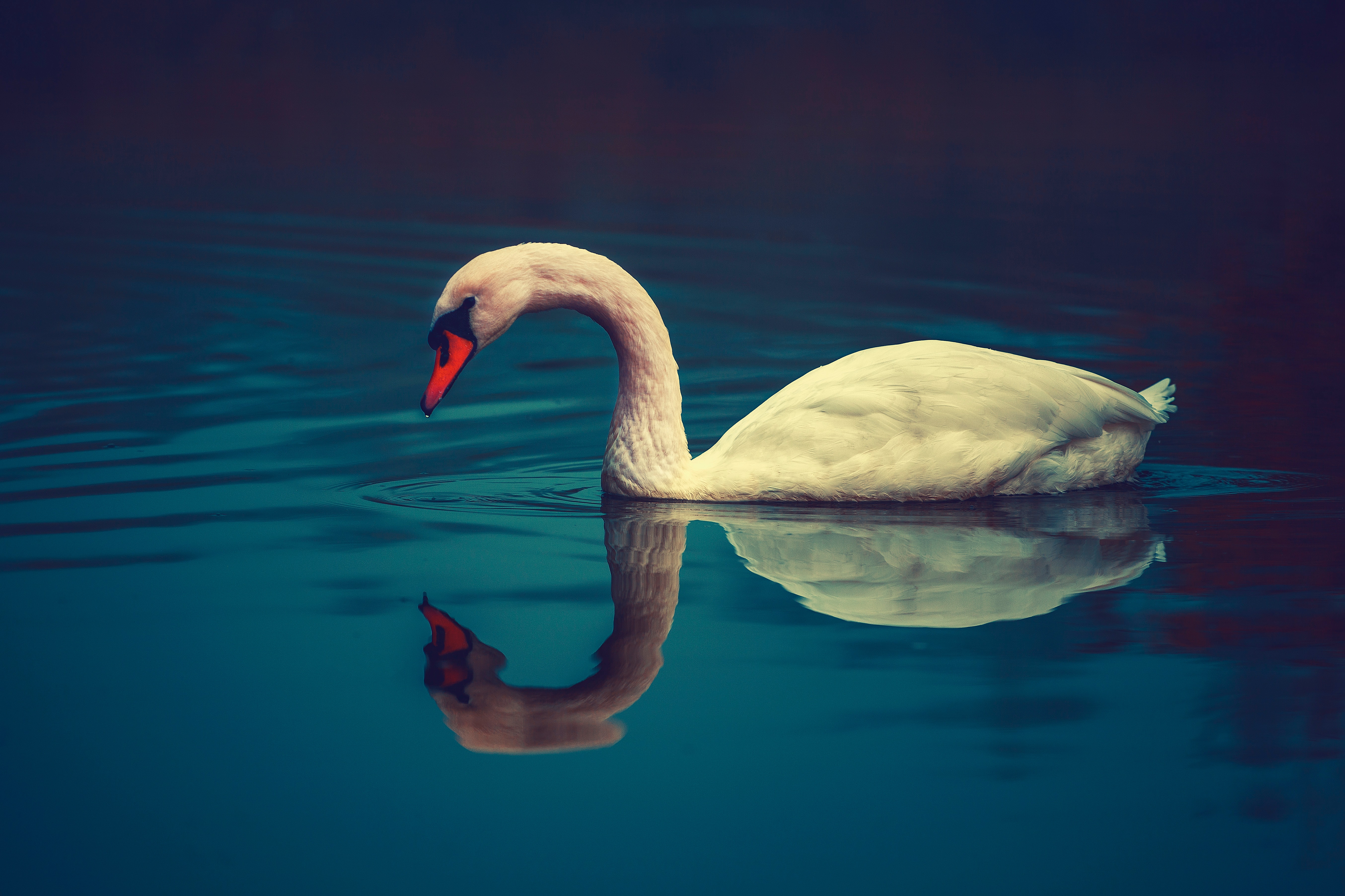 bird, animals, water, beak, to swim, swim, swan High Definition image