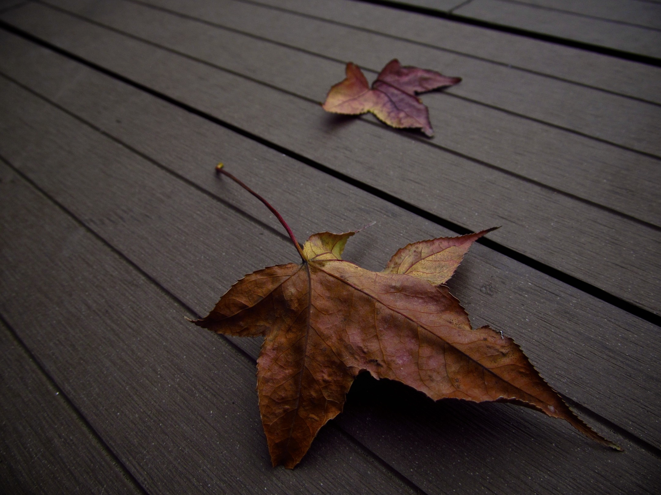 Листья на деревянном полу