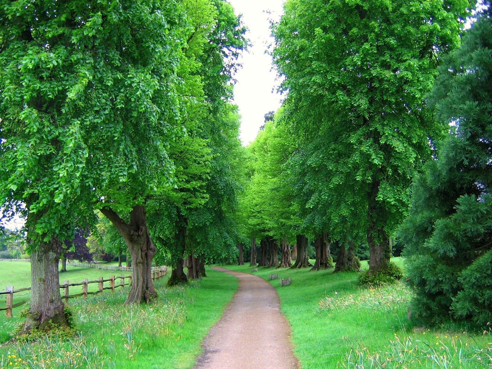 park, alley, nature, trees, fence, england Full HD