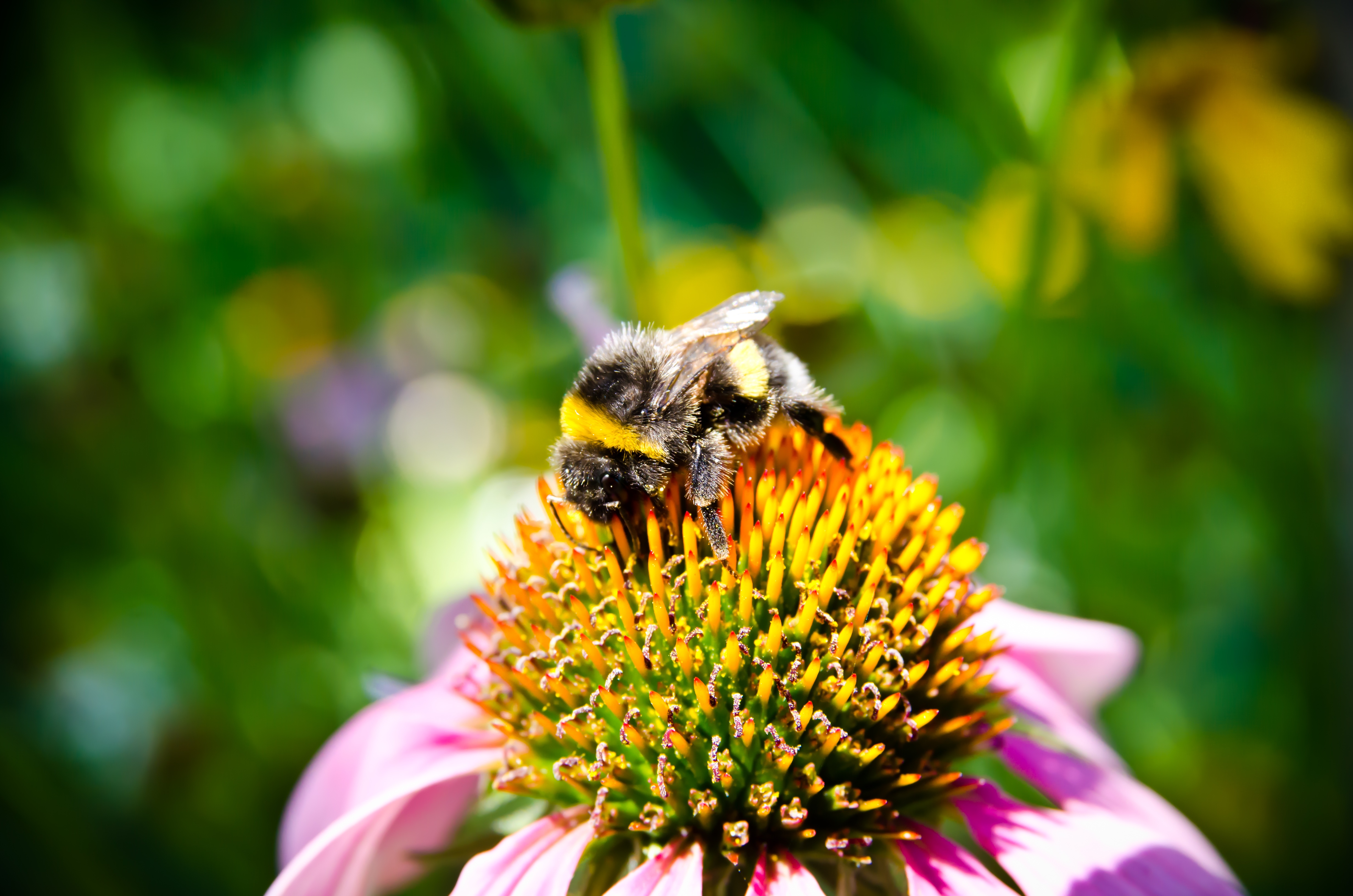 flower, macro, insect, bee, pollination wallpaper for mobile