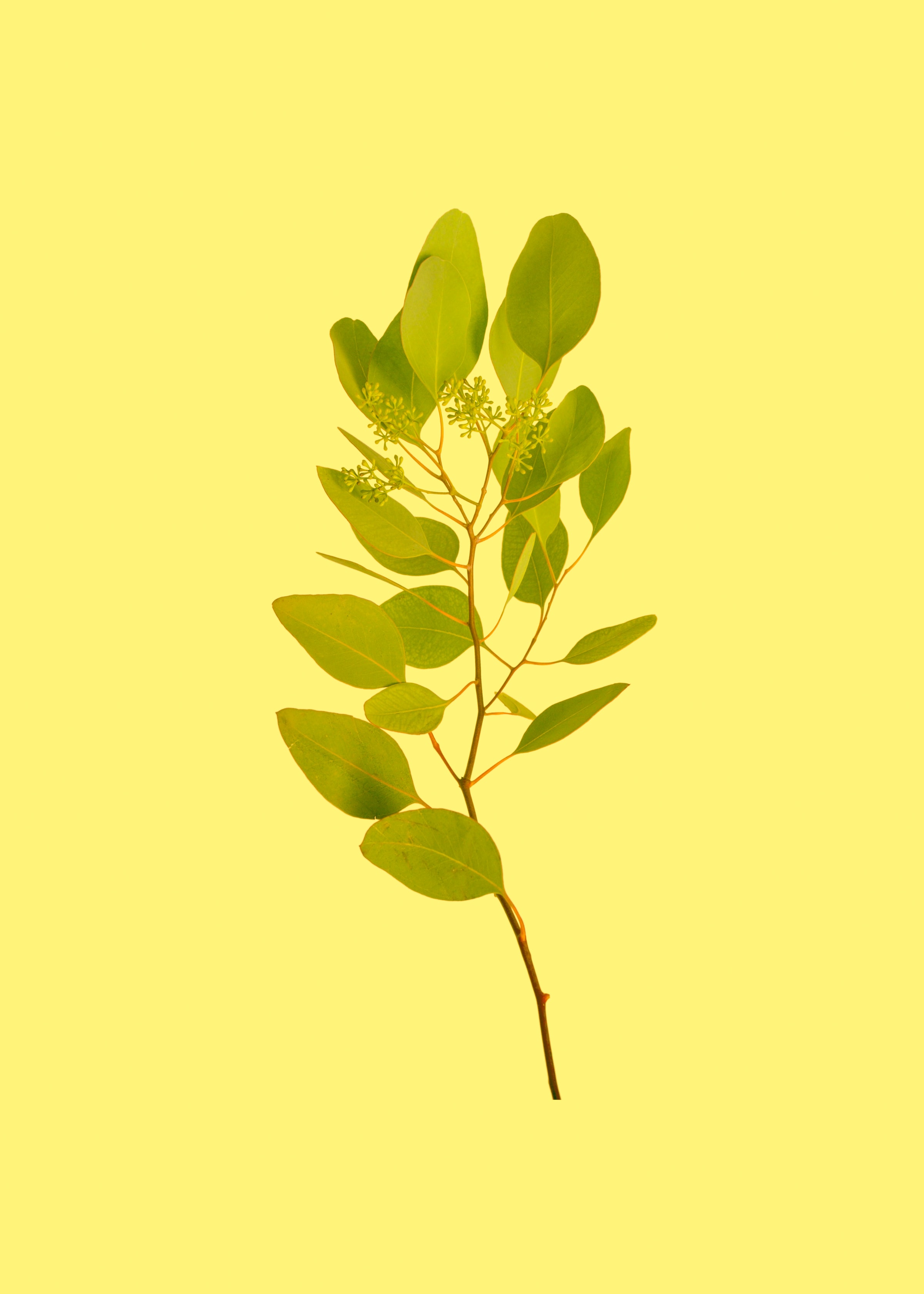 branch, yellow, leaves, miscellanea, miscellaneous Smartphone Background