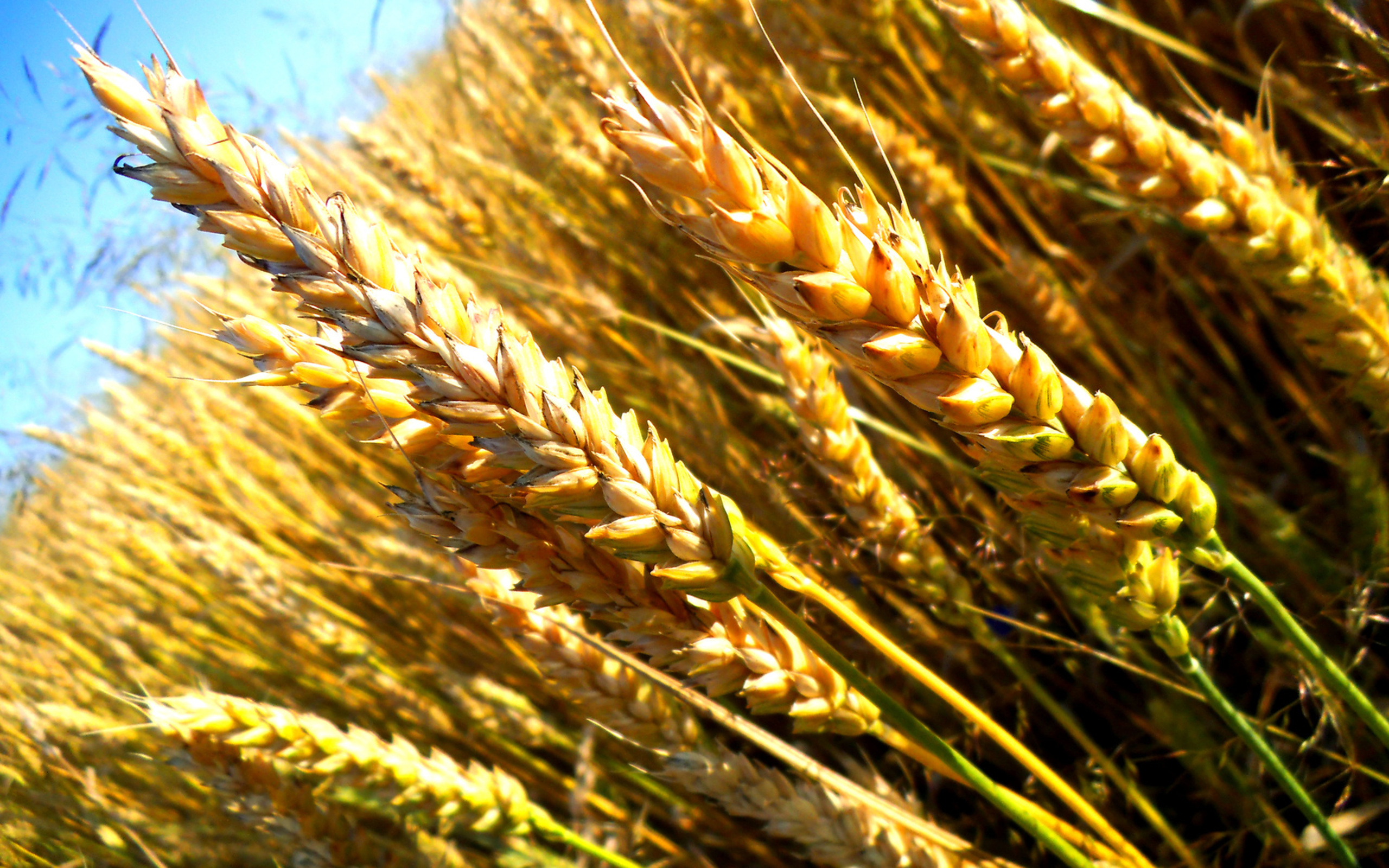 Images & Pictures  Wheat