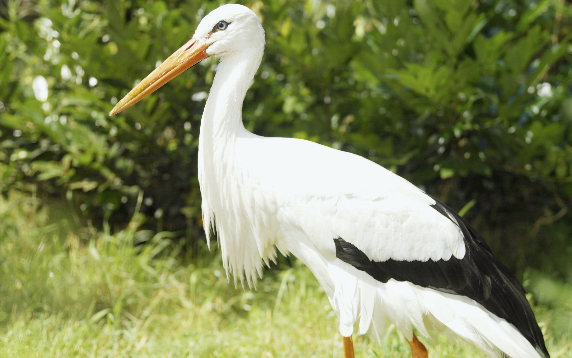 animal, white stork, birds cellphone