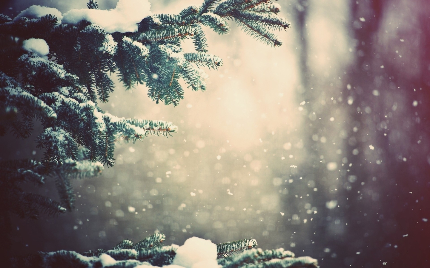 Fir Trees HD download for free