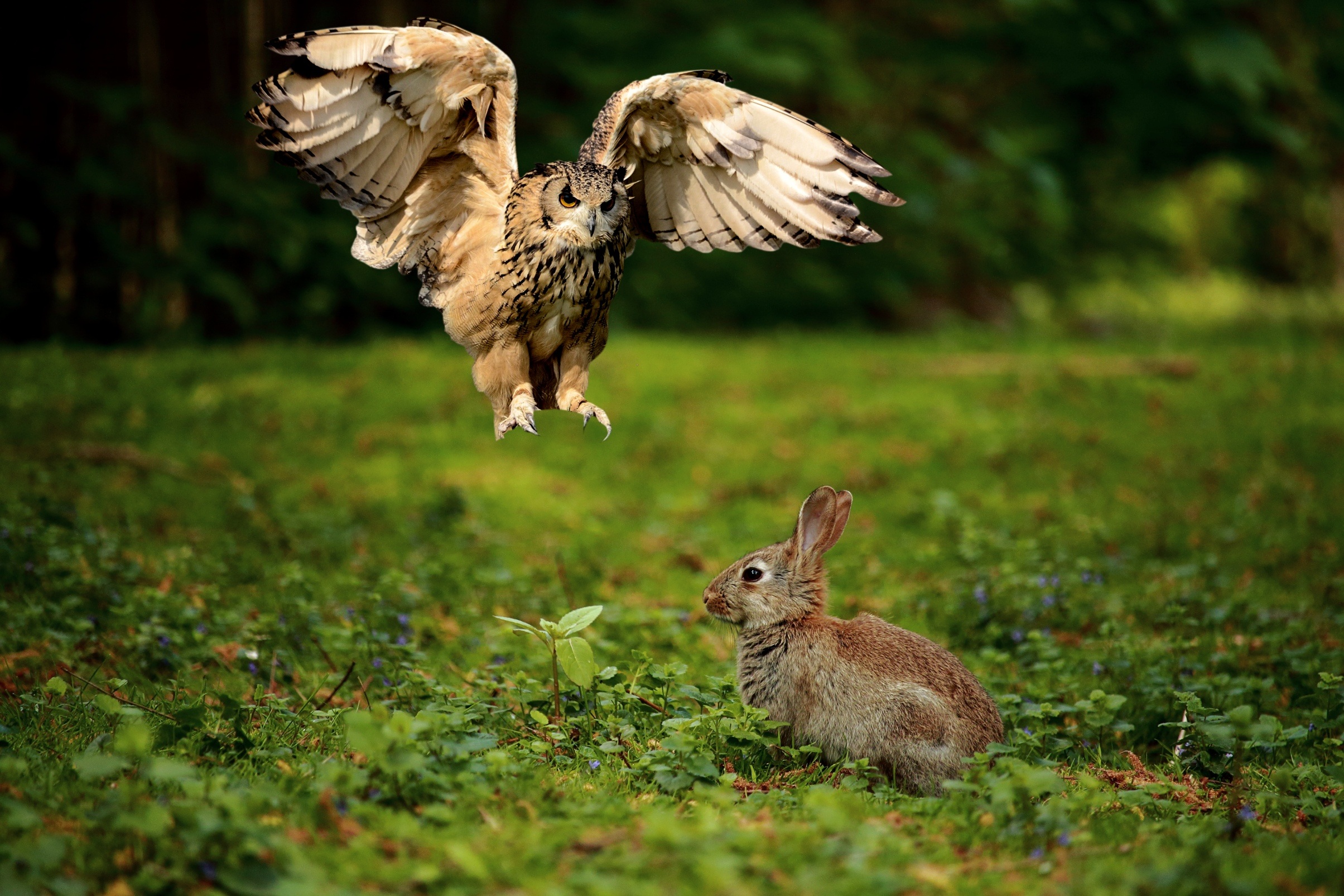 animal, owl, bird, hare, rabbit, birds