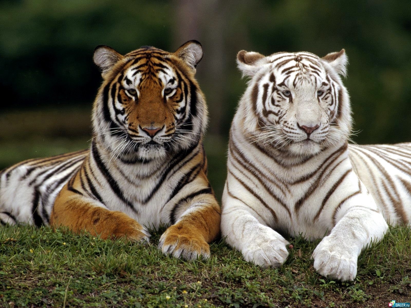 329 Bildschirmschoner und Hintergrundbilder Tigers auf Ihrem Telefon. Laden Sie  Bilder kostenlos herunter