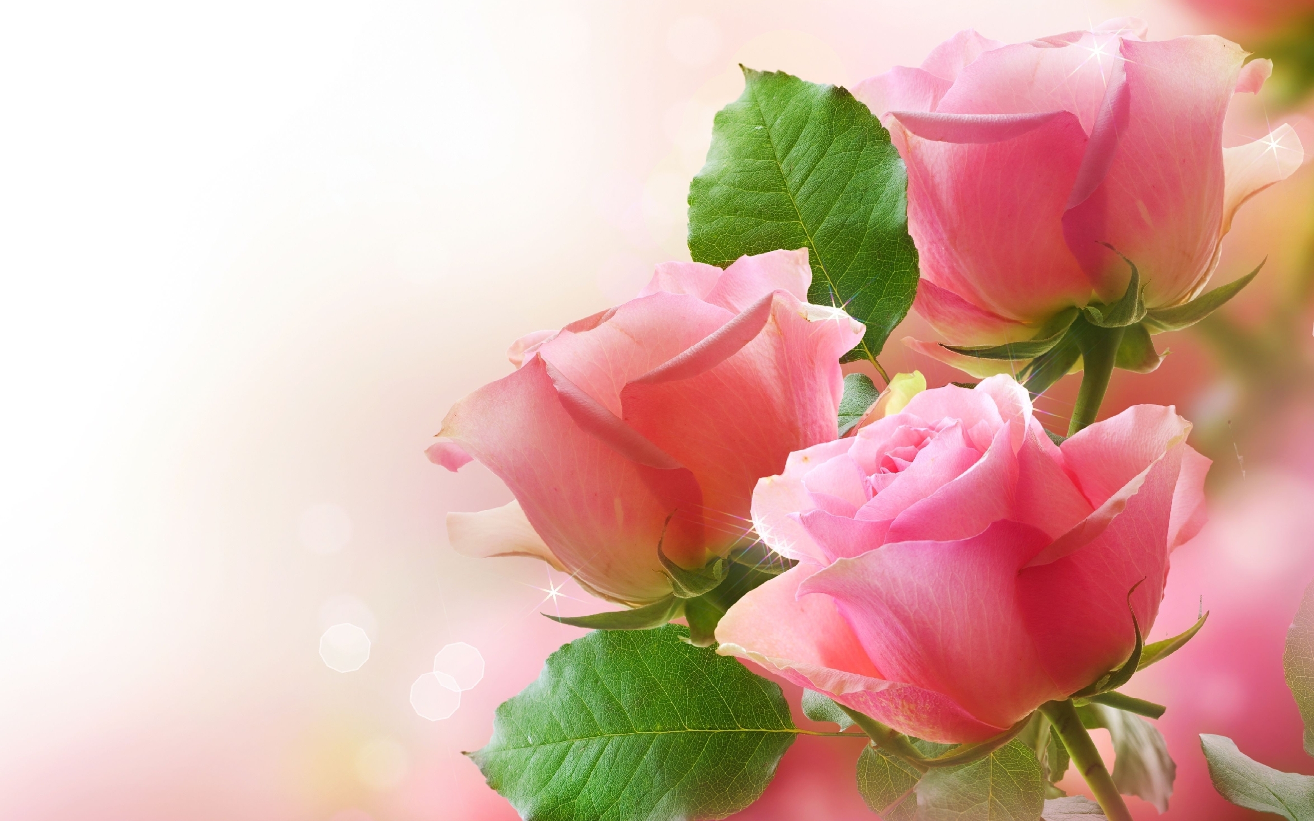 Téléchargez des papiers peints mobile Fleurs, Plantes, Roses gratuitement.