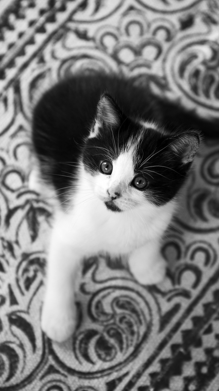 Черно белый котенок девочка
