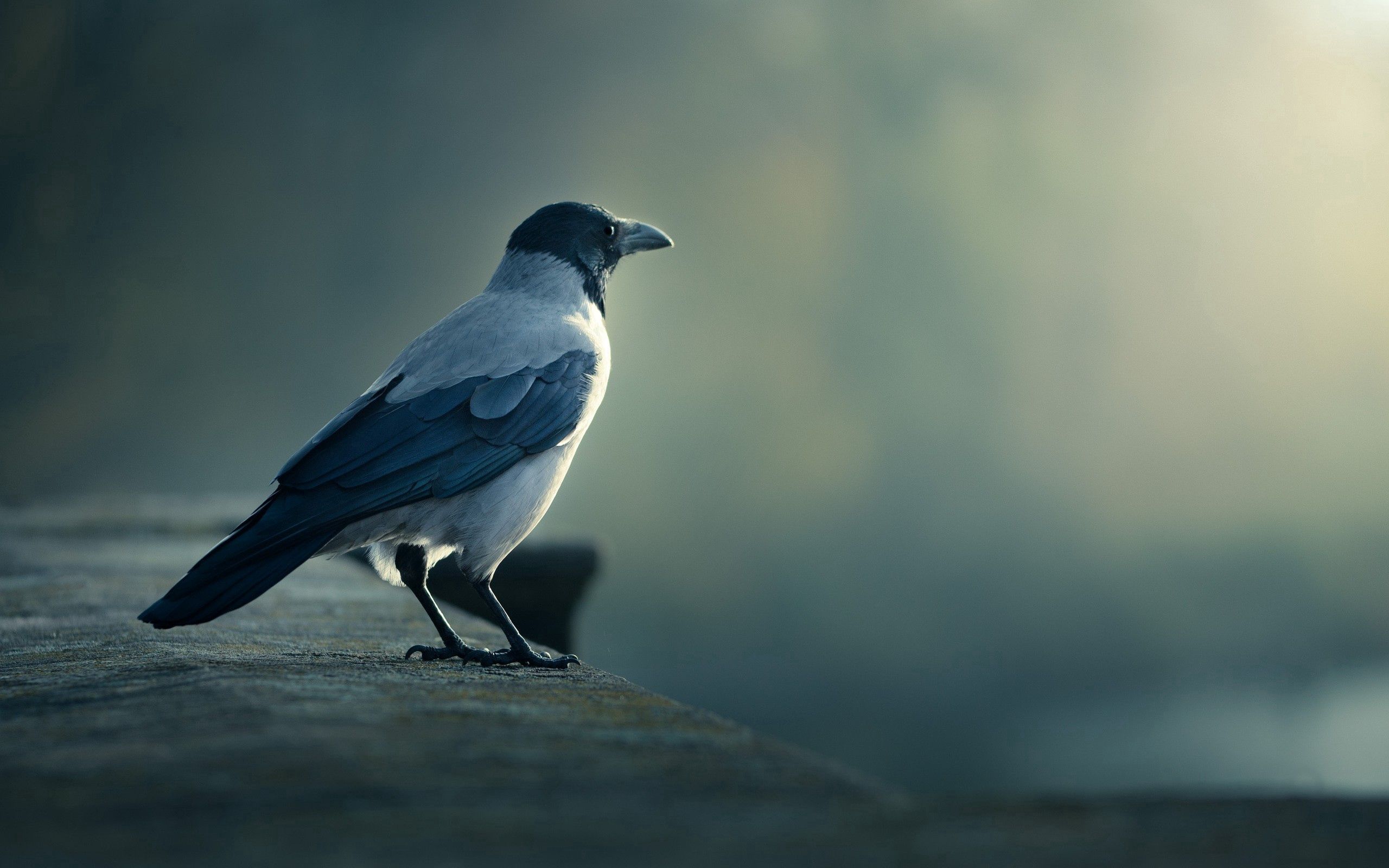 crow, smooth, blur, animals, bird High Definition image