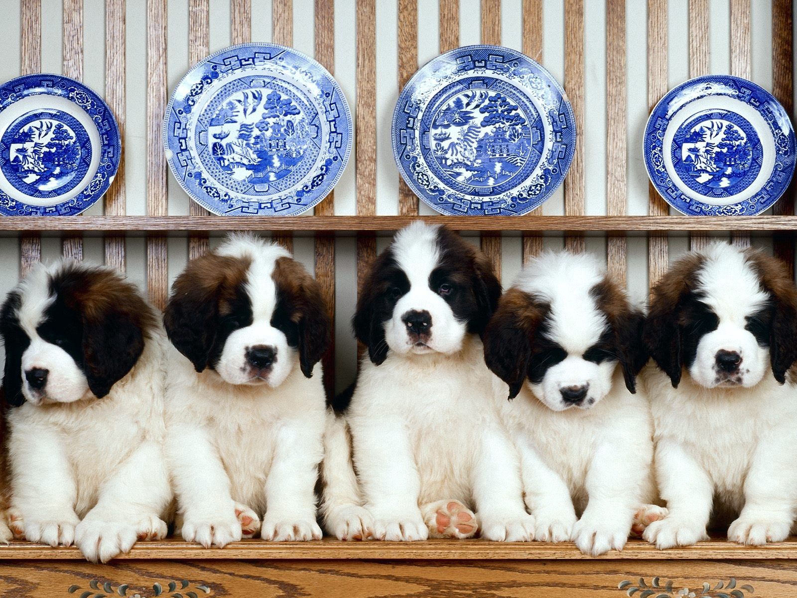puppies, animals, tablewares, st bernard, plates, cymbals, st bernards, shelf HD wallpaper