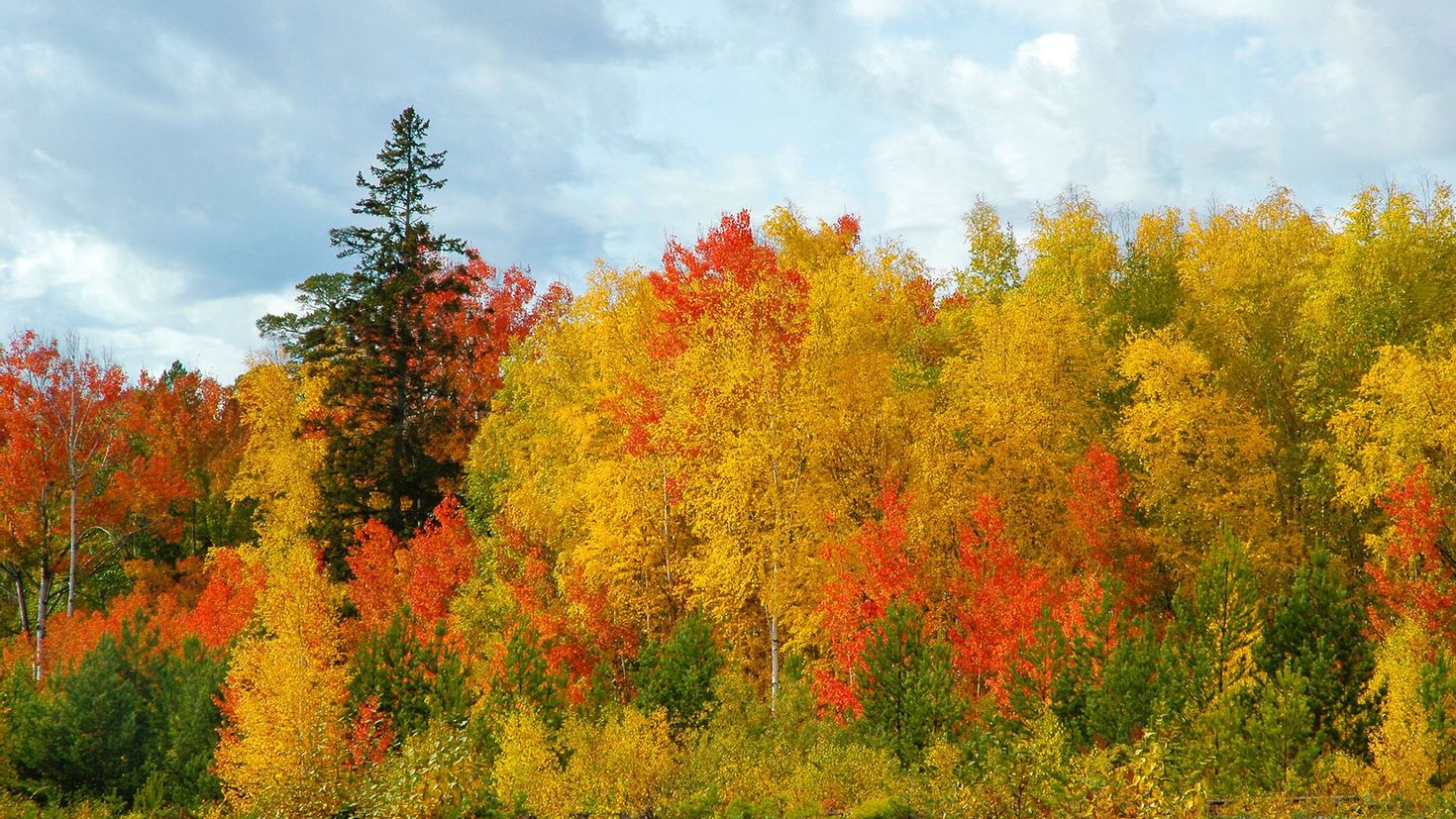 Вот и пришла разноцветная осень. Лес точно Терем расписной лиловый. Лес точно Терем расписной лиловый золотой багряный. Осенний лес лиловый золотой багряный. Осенний лес.