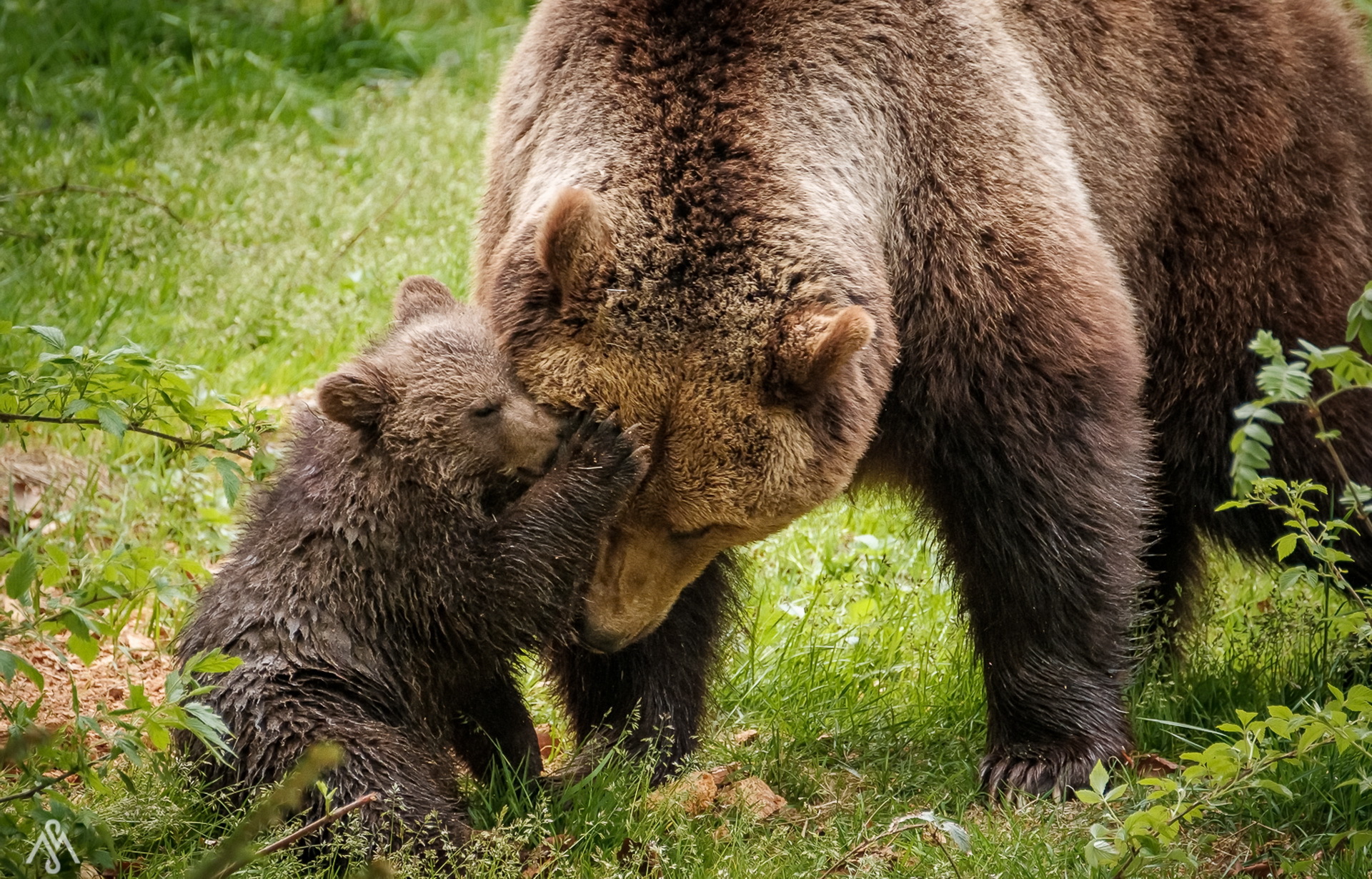 Сибирский бурый медведь против Гризли