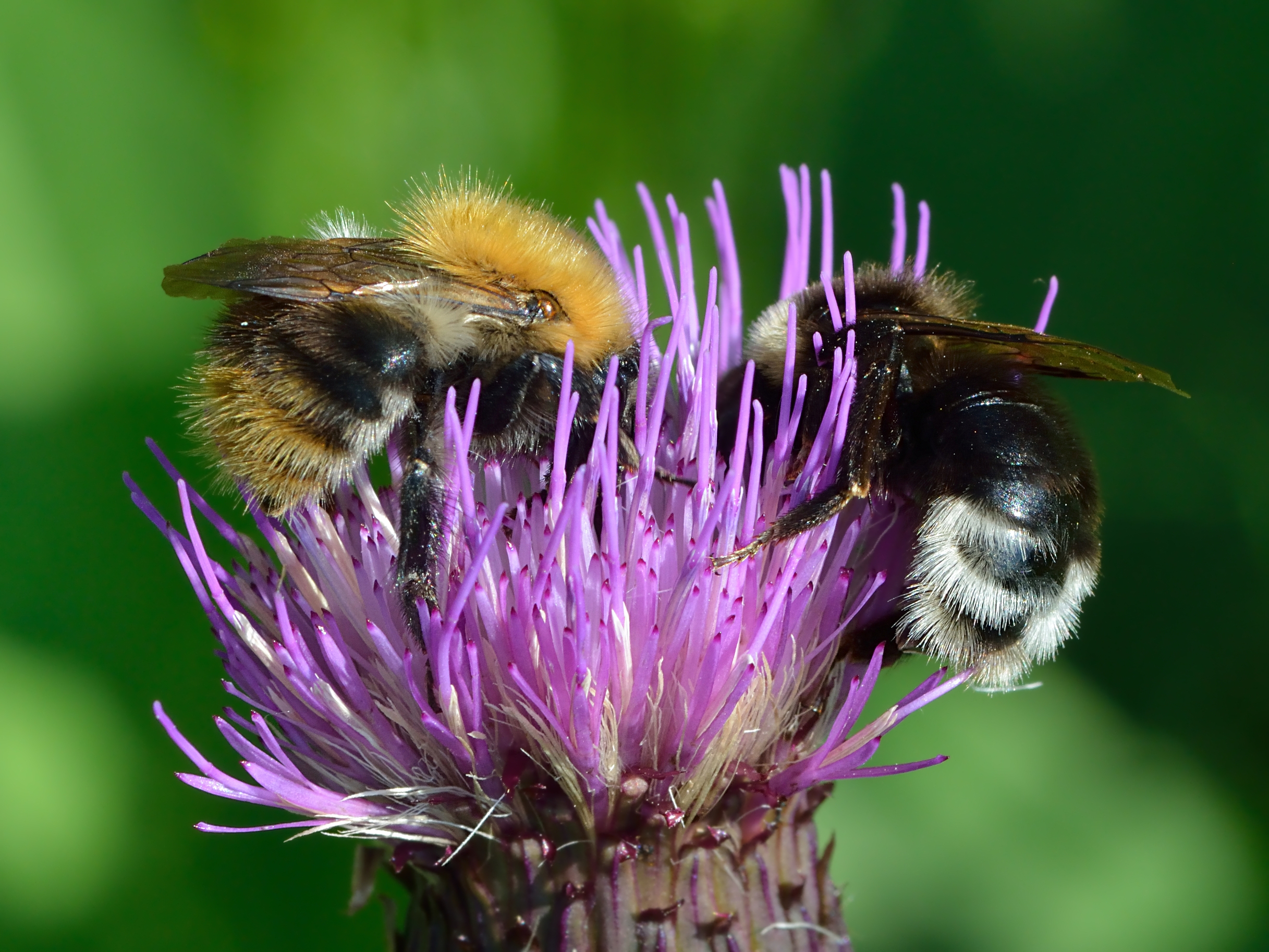 animal, bee, bumblebee, common carder bee, gypsy cuckoo bumblebee, thistle, insects download HD wallpaper