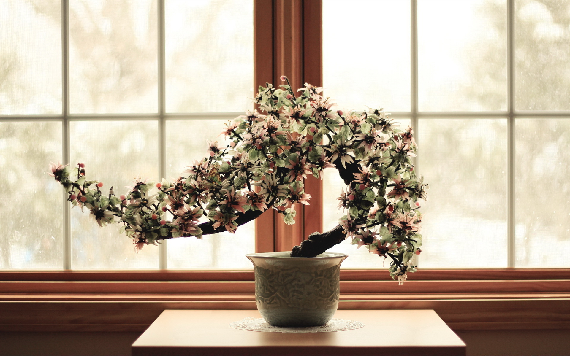 bonsai, photography, oriental, asian, flower, tree 4K