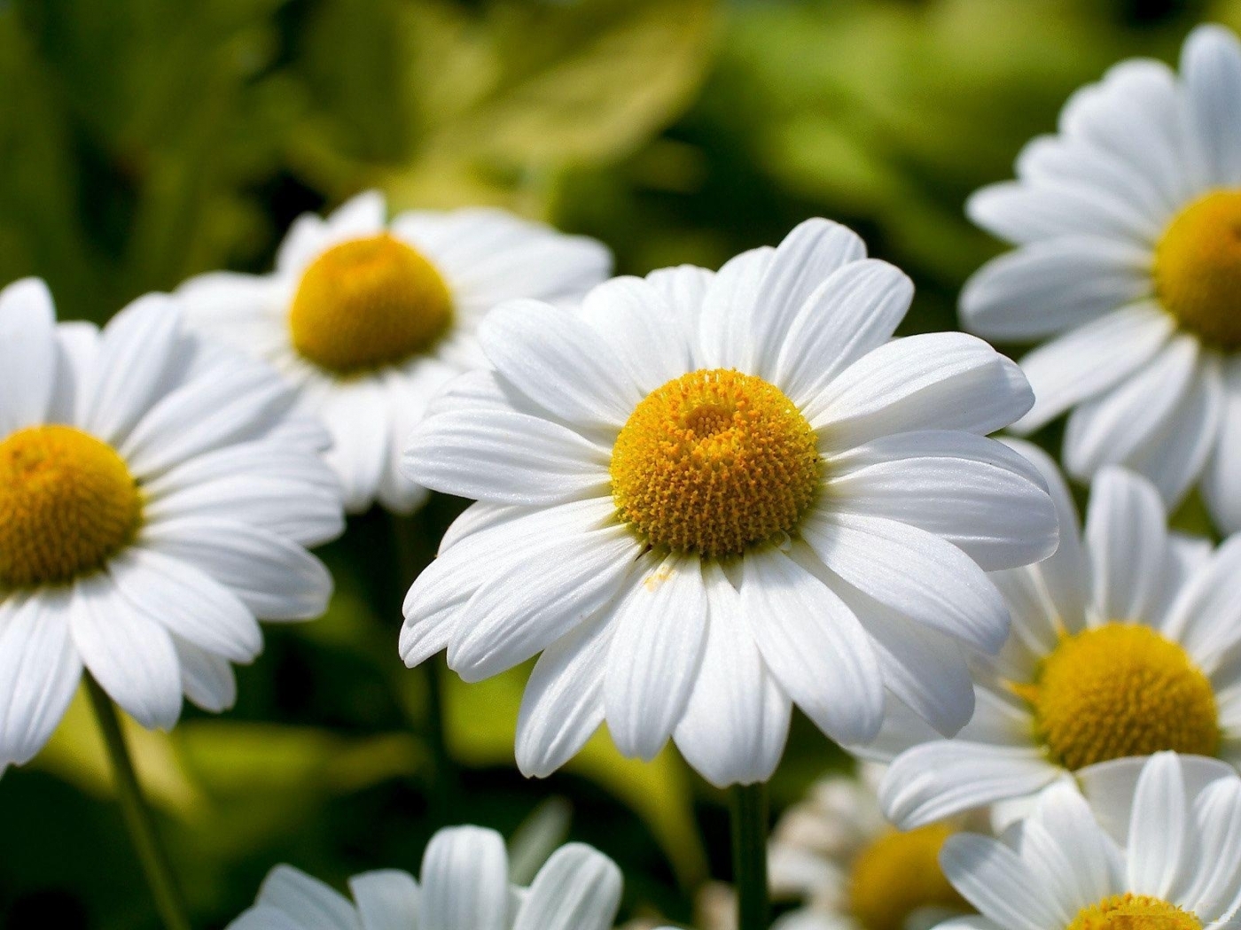 plants, flowers, camomile HD for desktop 1080p