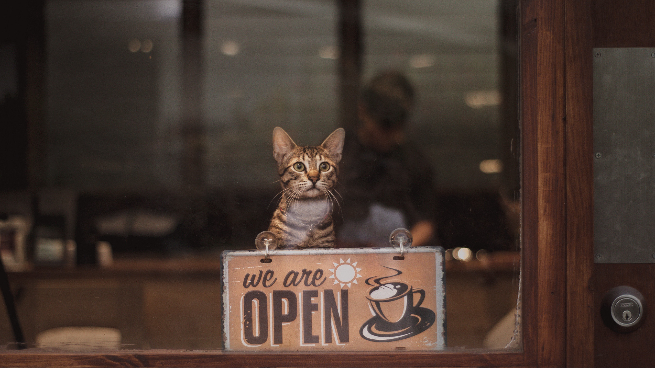 Кофе с котиками и надписями