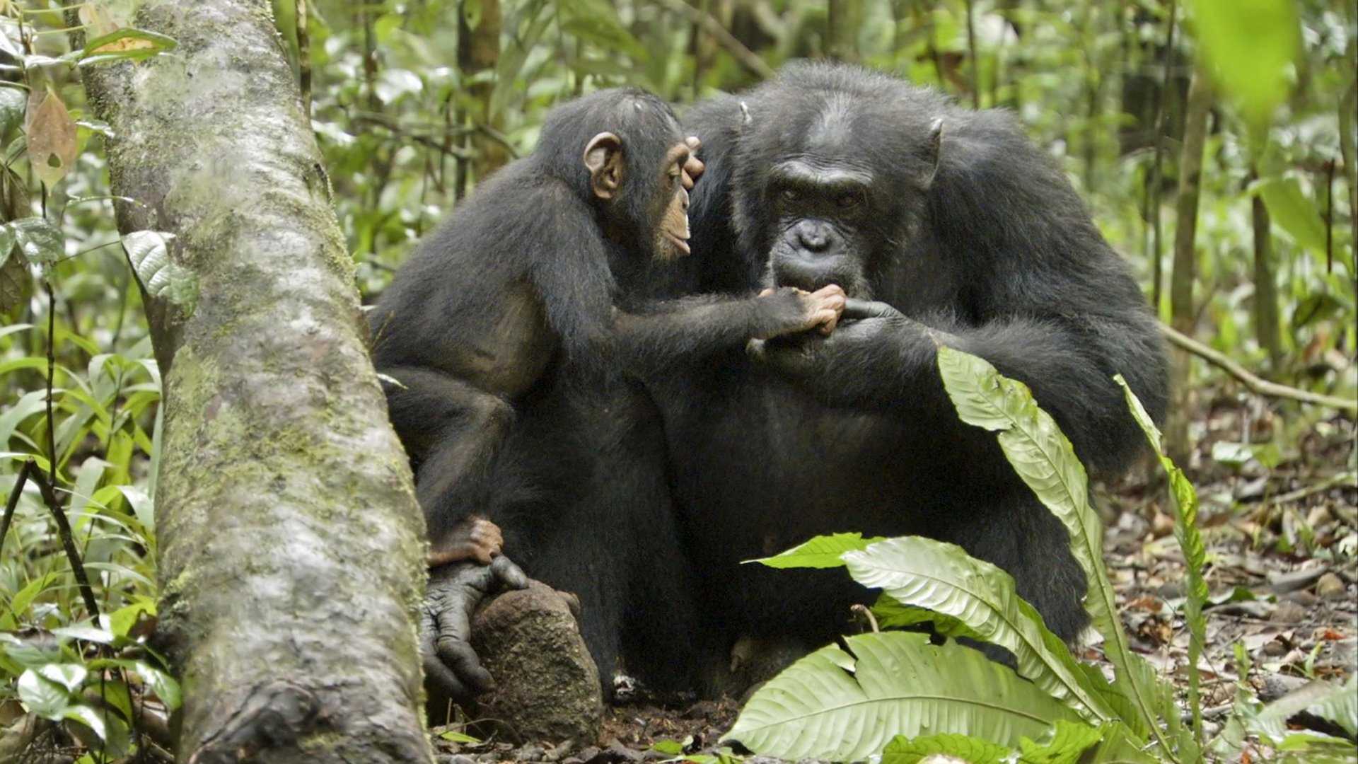 815605 Bildschirmschoner und Hintergrundbilder Schimpansen auf Ihrem Telefon. Laden Sie  Bilder kostenlos herunter