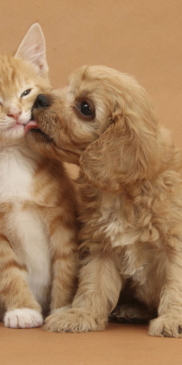 Кошечки собачки собака вик. Котики собачки. Милые собачки и кошечки. Щенок и котенок. Милые котята и щенки.