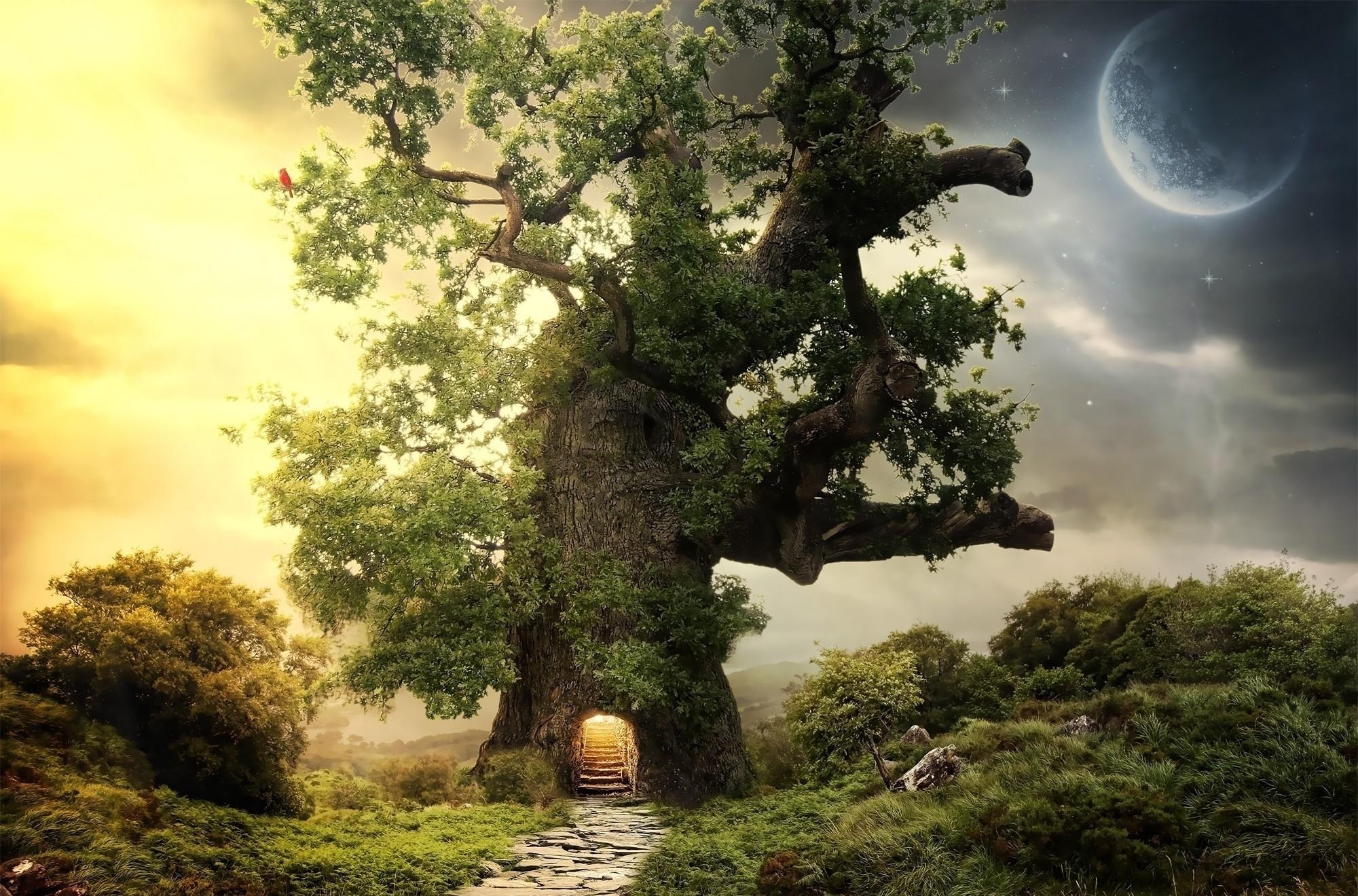 fantasy, tree, planet, greens, wood, steps, entrance QHD
