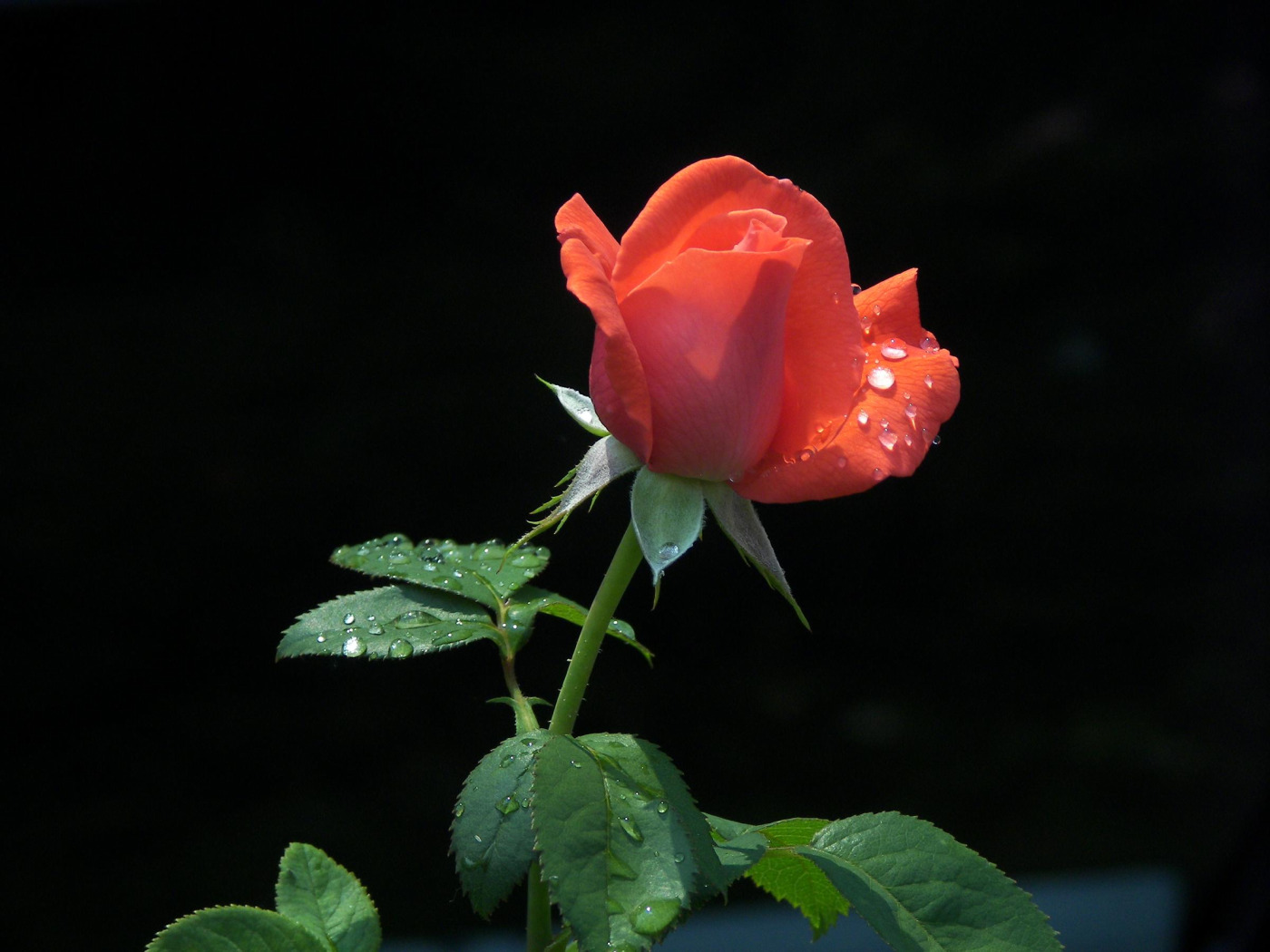Бутон алой розы