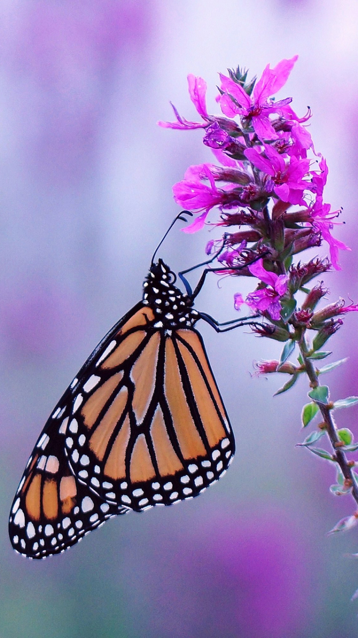 1383386 télécharger le fond d'écran animaux, papillon, insecte, fleur, fleur mauve, se brouiller, papillon monarque - économiseurs d'écran et images gratuitement