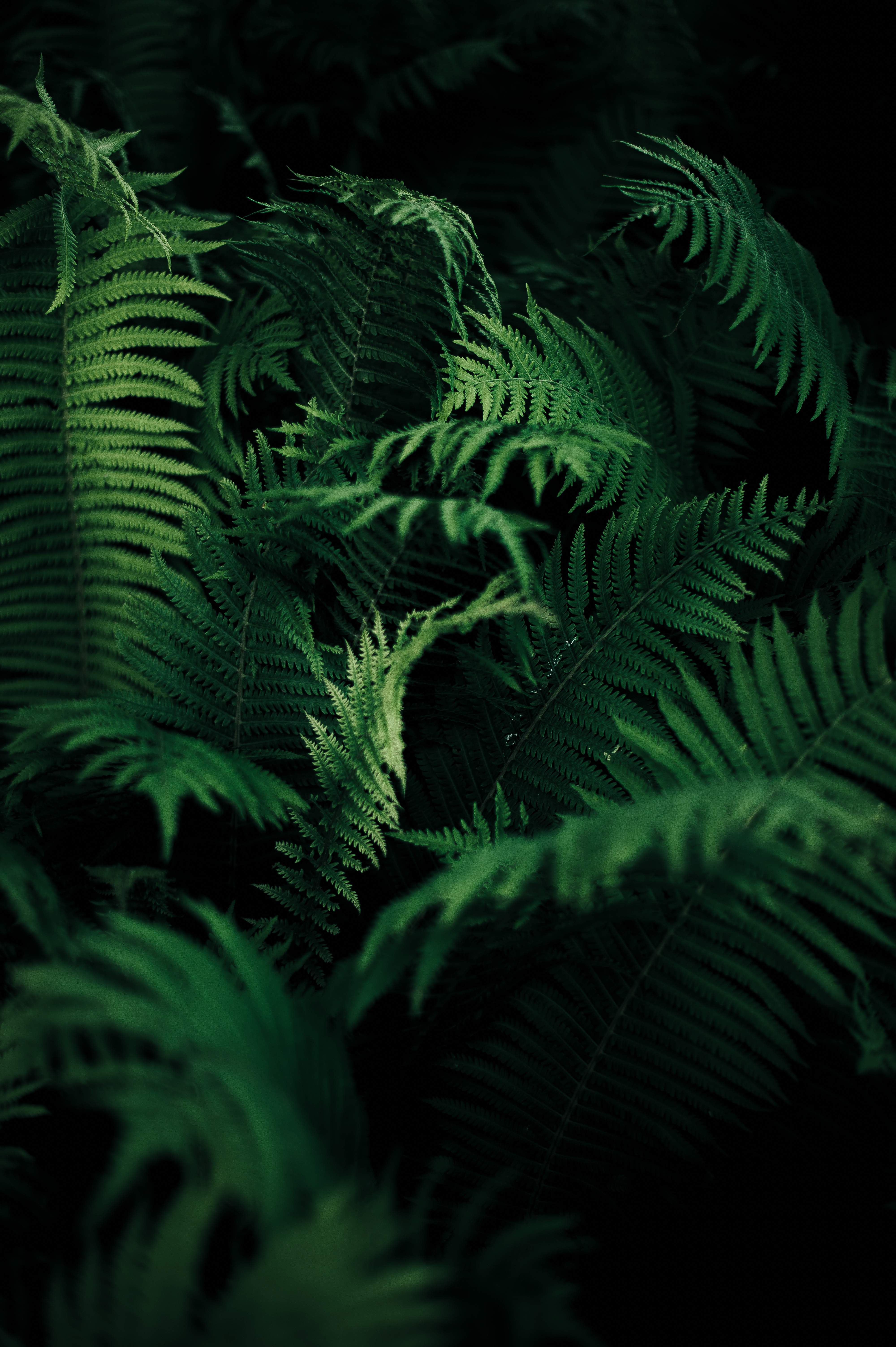 carved, plant, green, leaves, macro, fern, vegetation HD wallpaper