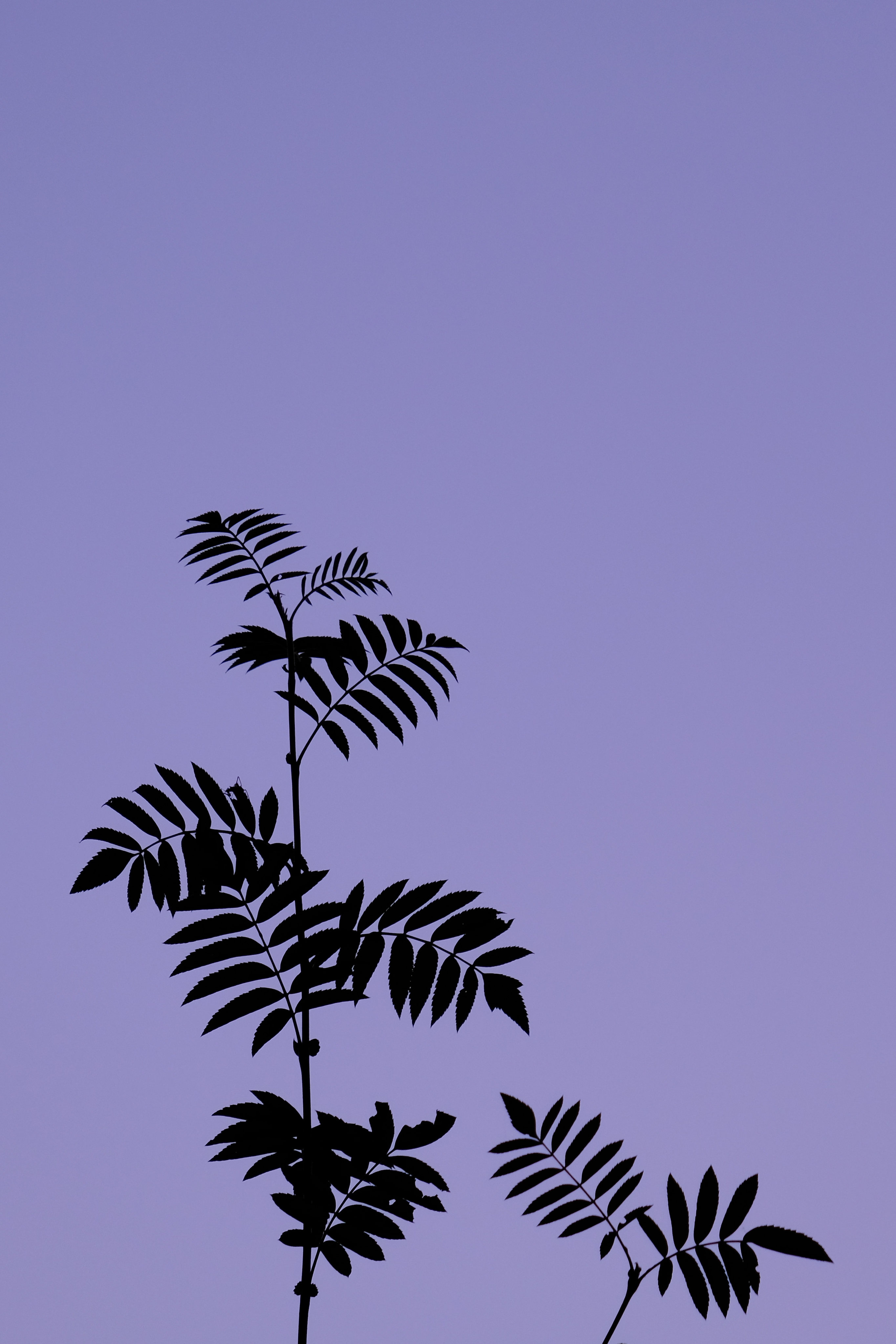 Download mobile wallpaper Bush, Branch, Leaves, Sky, Nature for free.