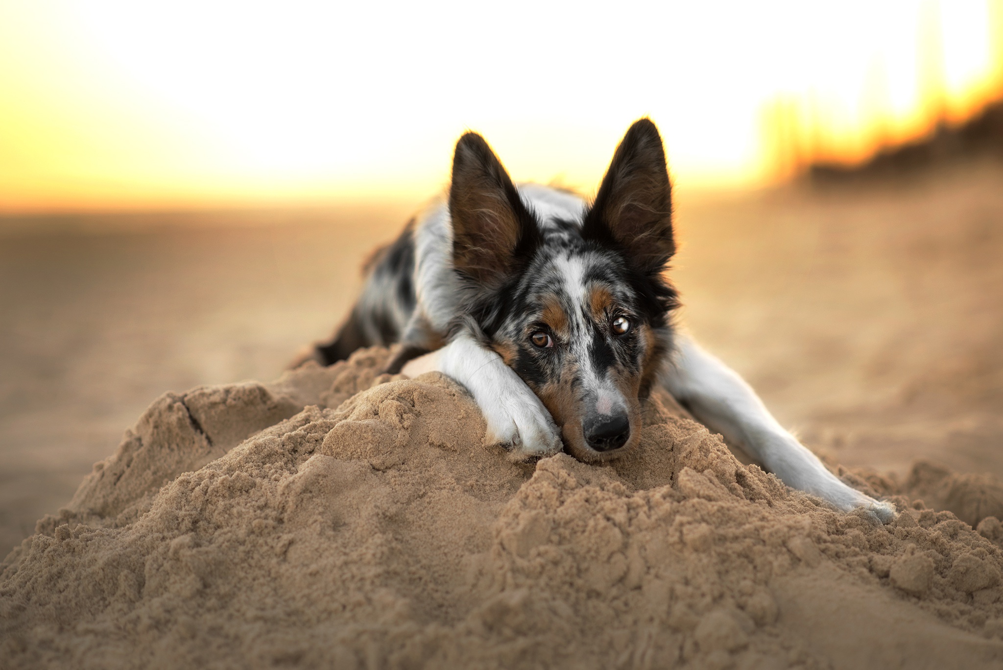 Собака лежит на песке
