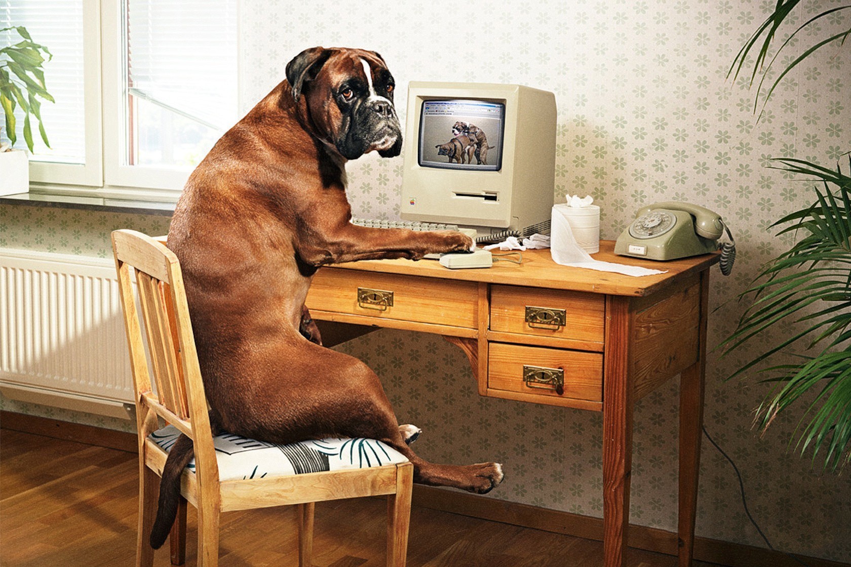Laden Sie das Tiere, Hunde, Humor-Bild kostenlos auf Ihren PC-Desktop herunter