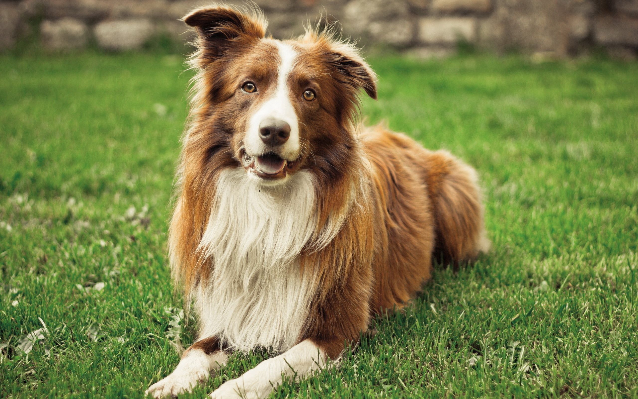 Laden Sie das Tiere, Grass, Hund, Sommer-Bild kostenlos auf Ihren PC-Desktop herunter