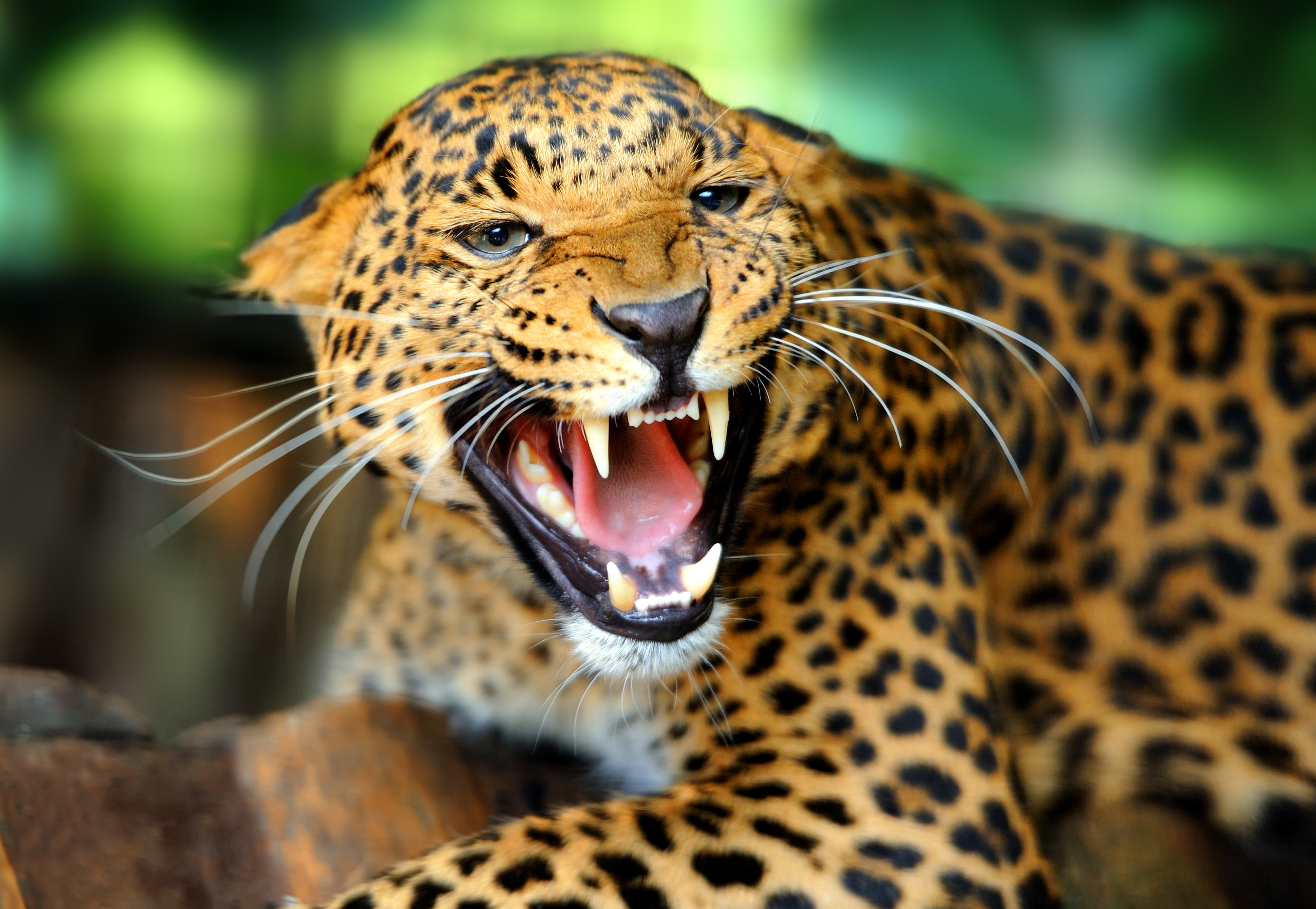 jaguar, animal, cats 4K, Ultra HD