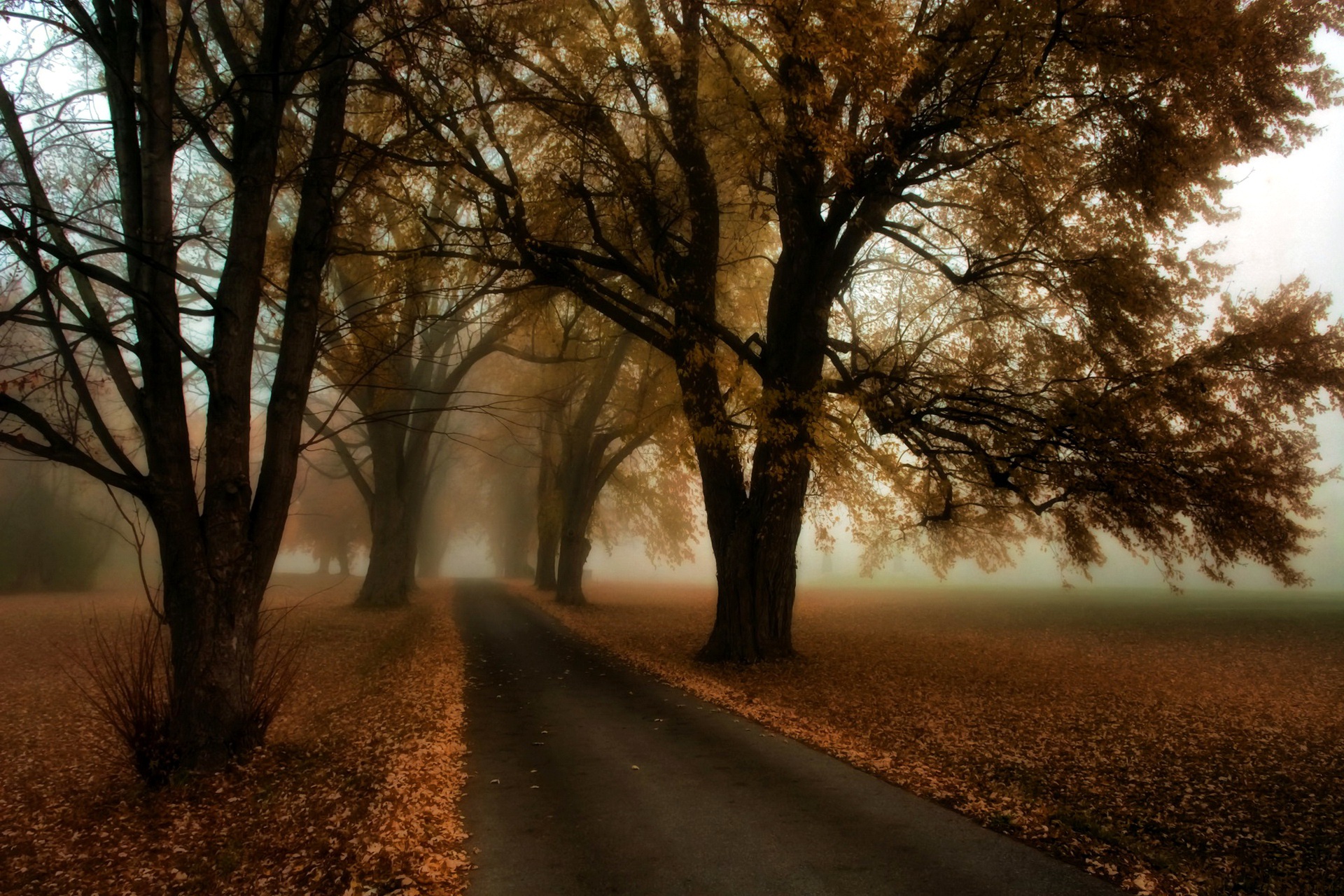 Дорога с деревьями. Осенний лес в тумане. Осень дерево туман. Аллея под раскидистыми деревьями в тумане.