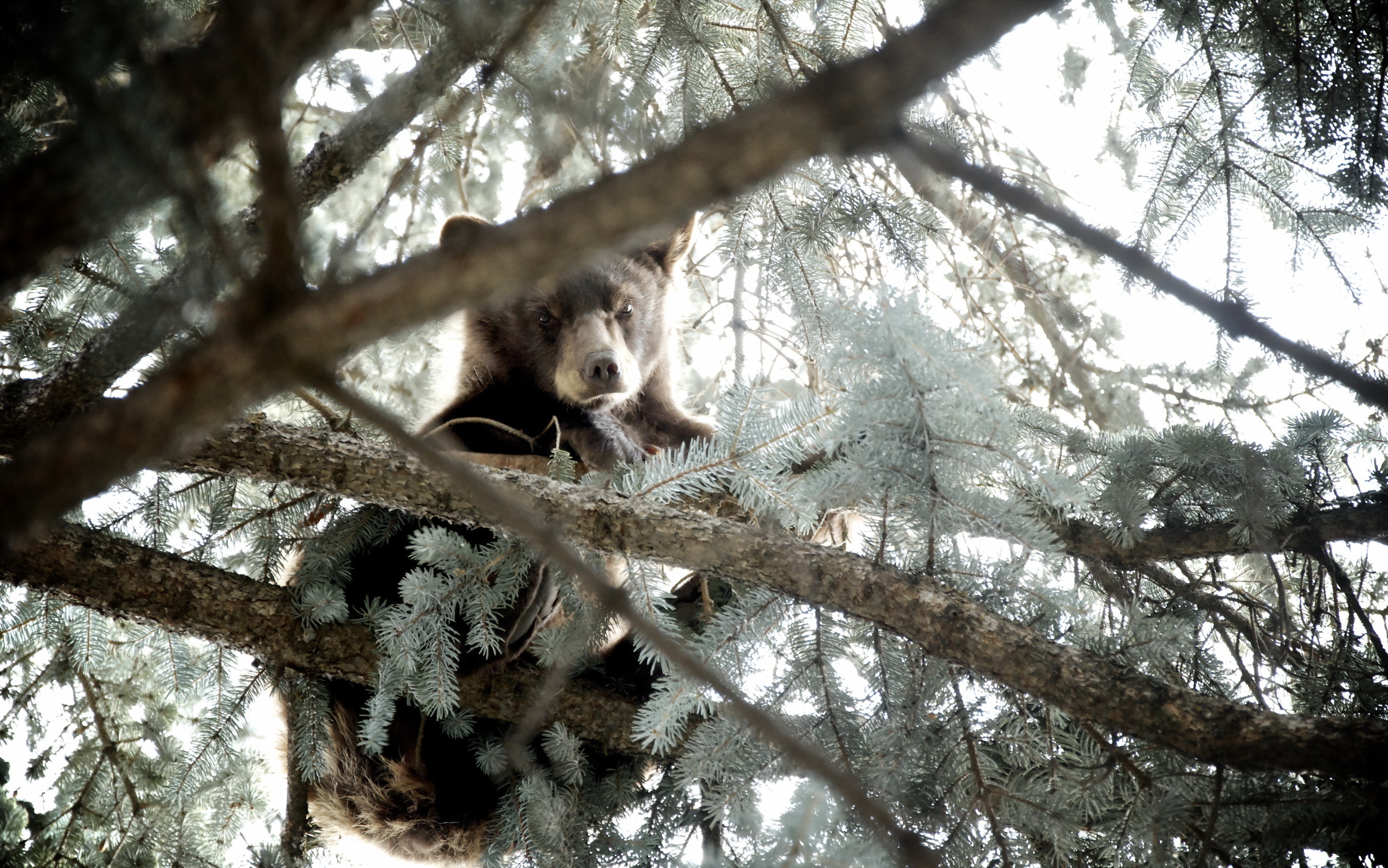 Медведь в ветвях