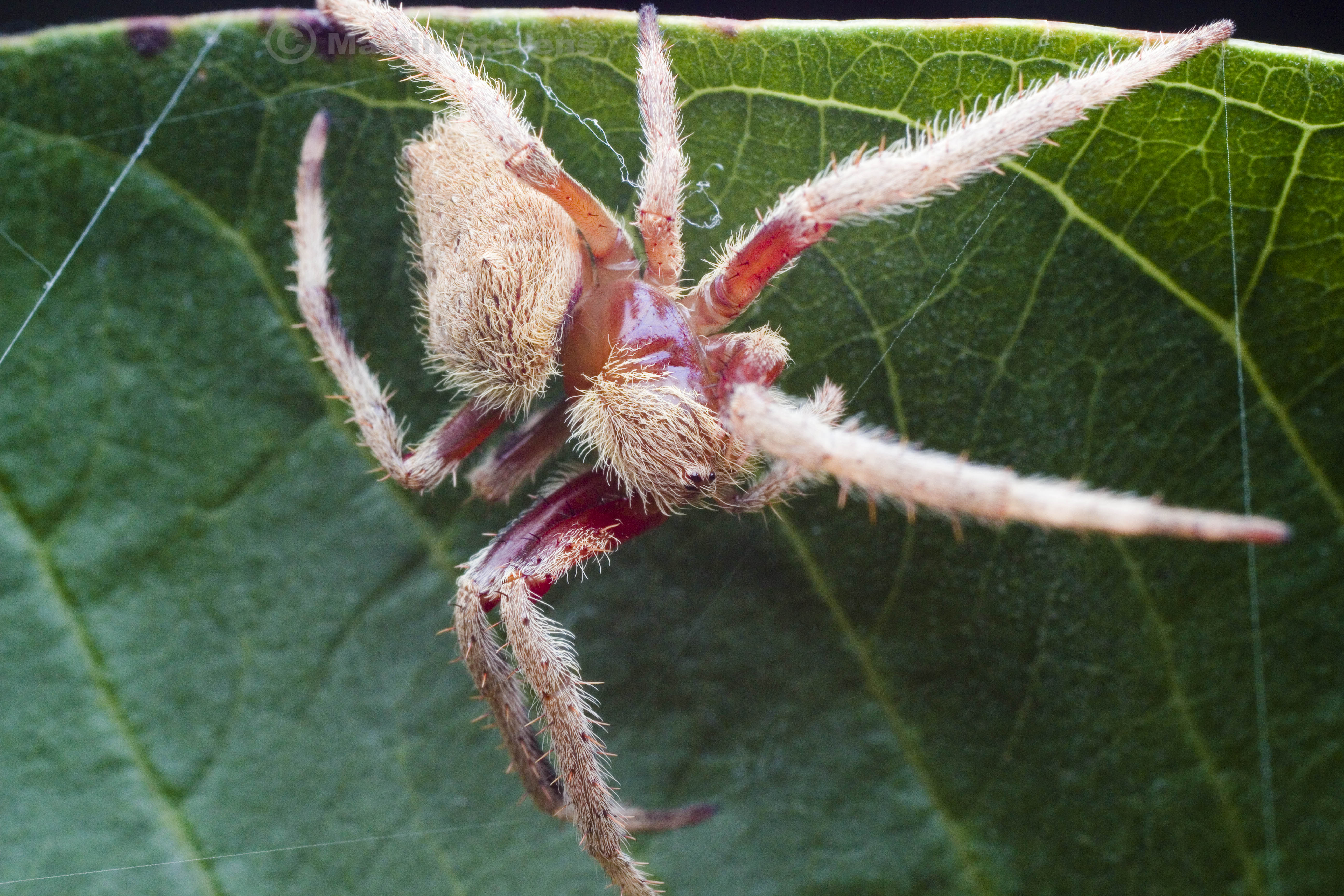 Паук животное. Стол паук. Arachnids. Пауки 4k. Паук №4.