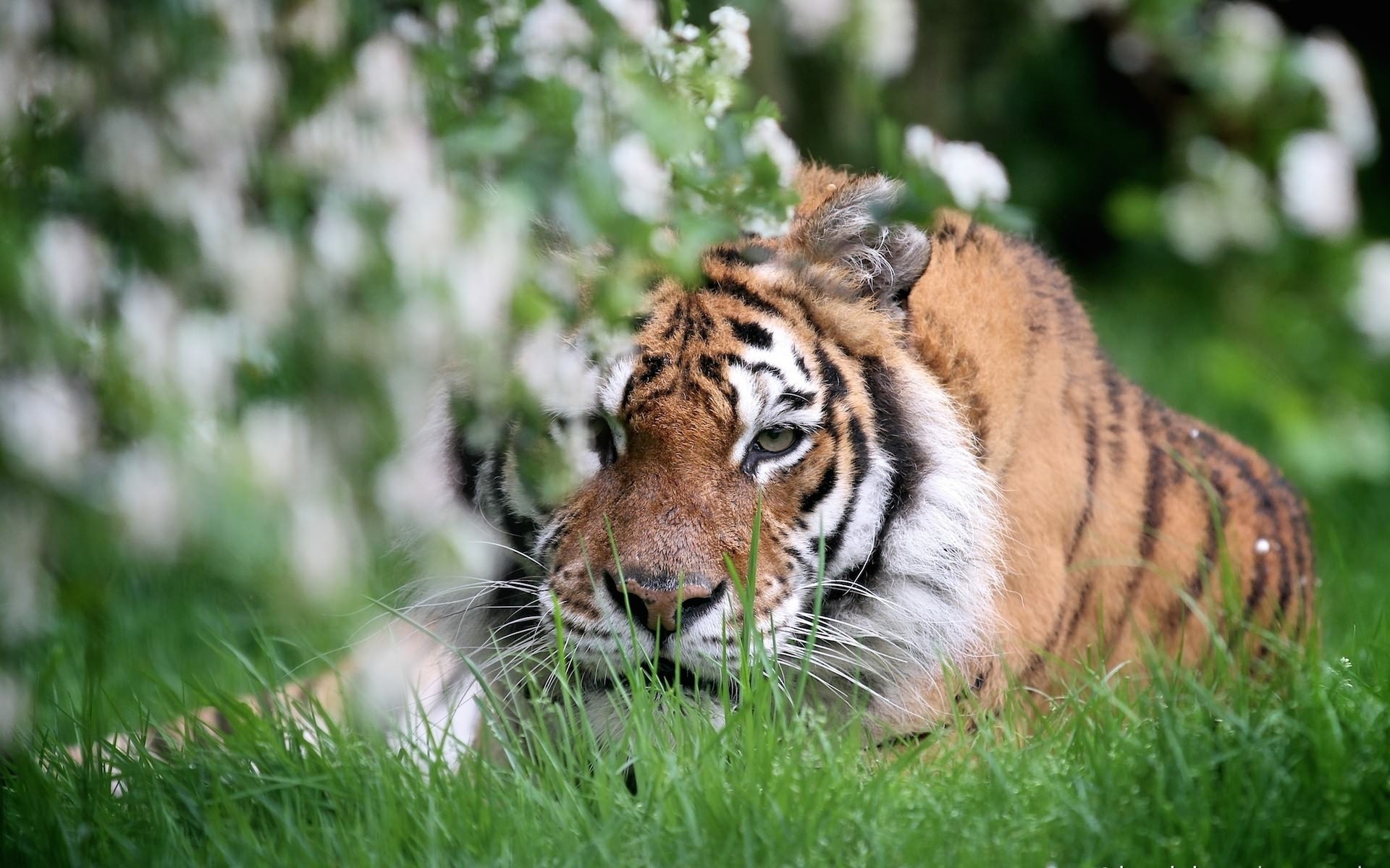Тигр Весна