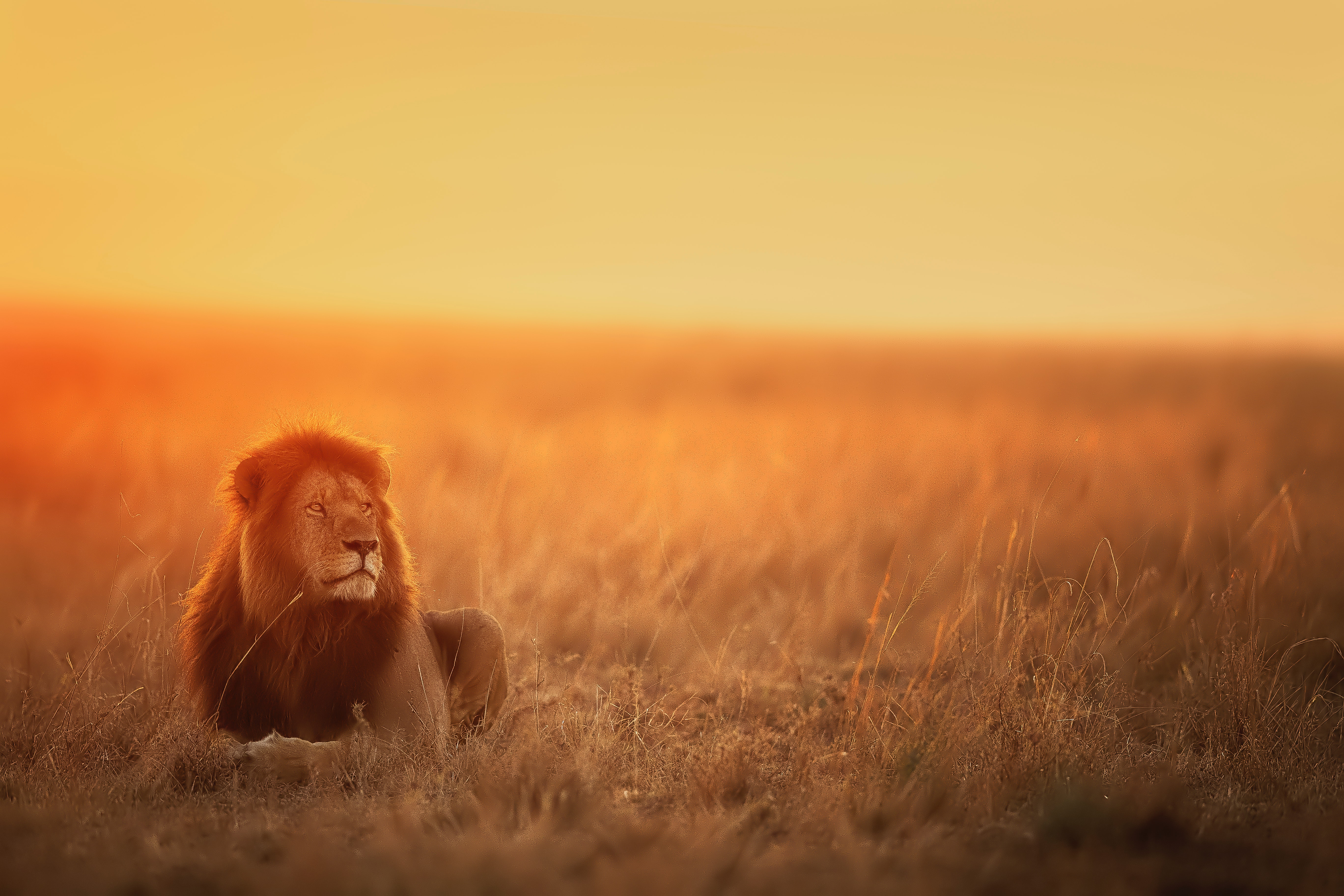 lion, sunset, big cat, animals, predator, sight, opinion