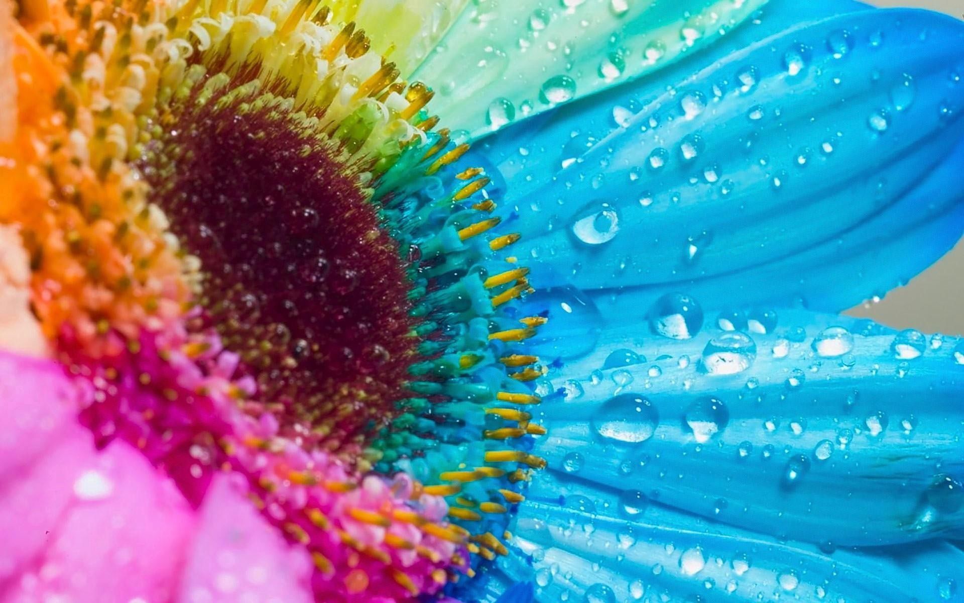 Free download wallpaper Flower, Macro, Motley, Petals, Multicolored on your PC desktop