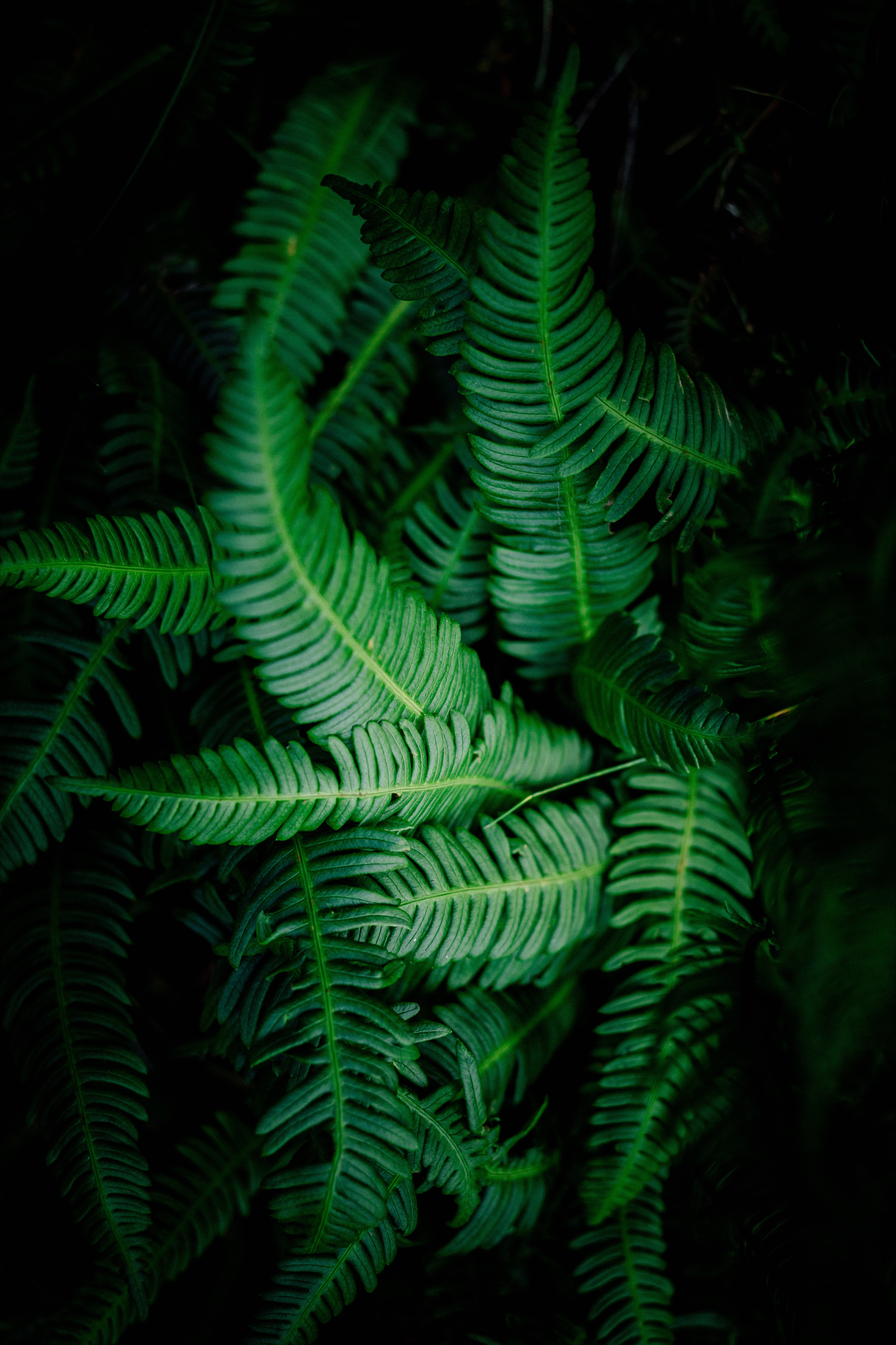 vegetation, green, nature, leaves, dark, shadows Smartphone Background