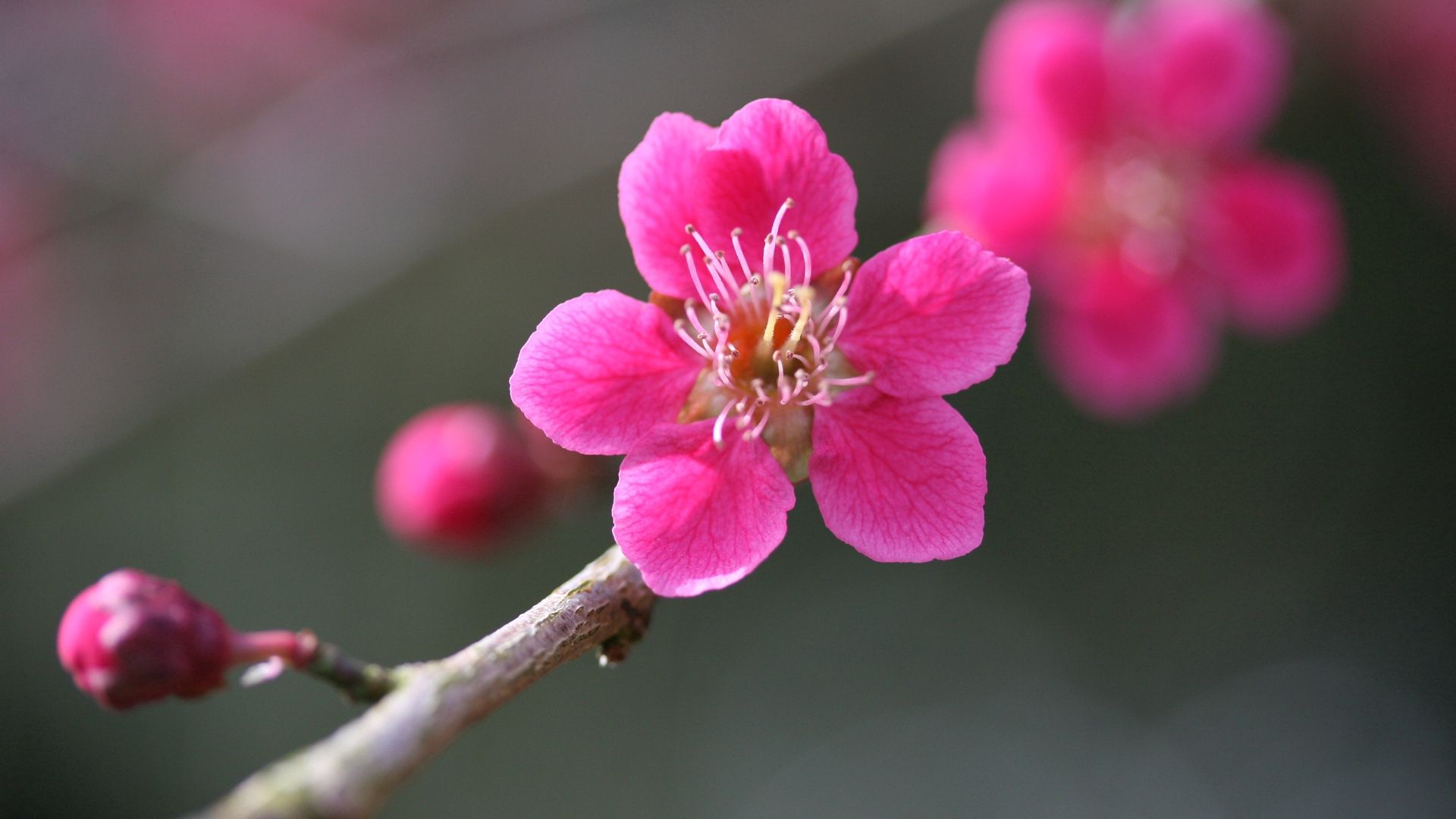 Download mobile wallpaper Bloom, Pink, Flowering, Macro, Plant, Flower for free.