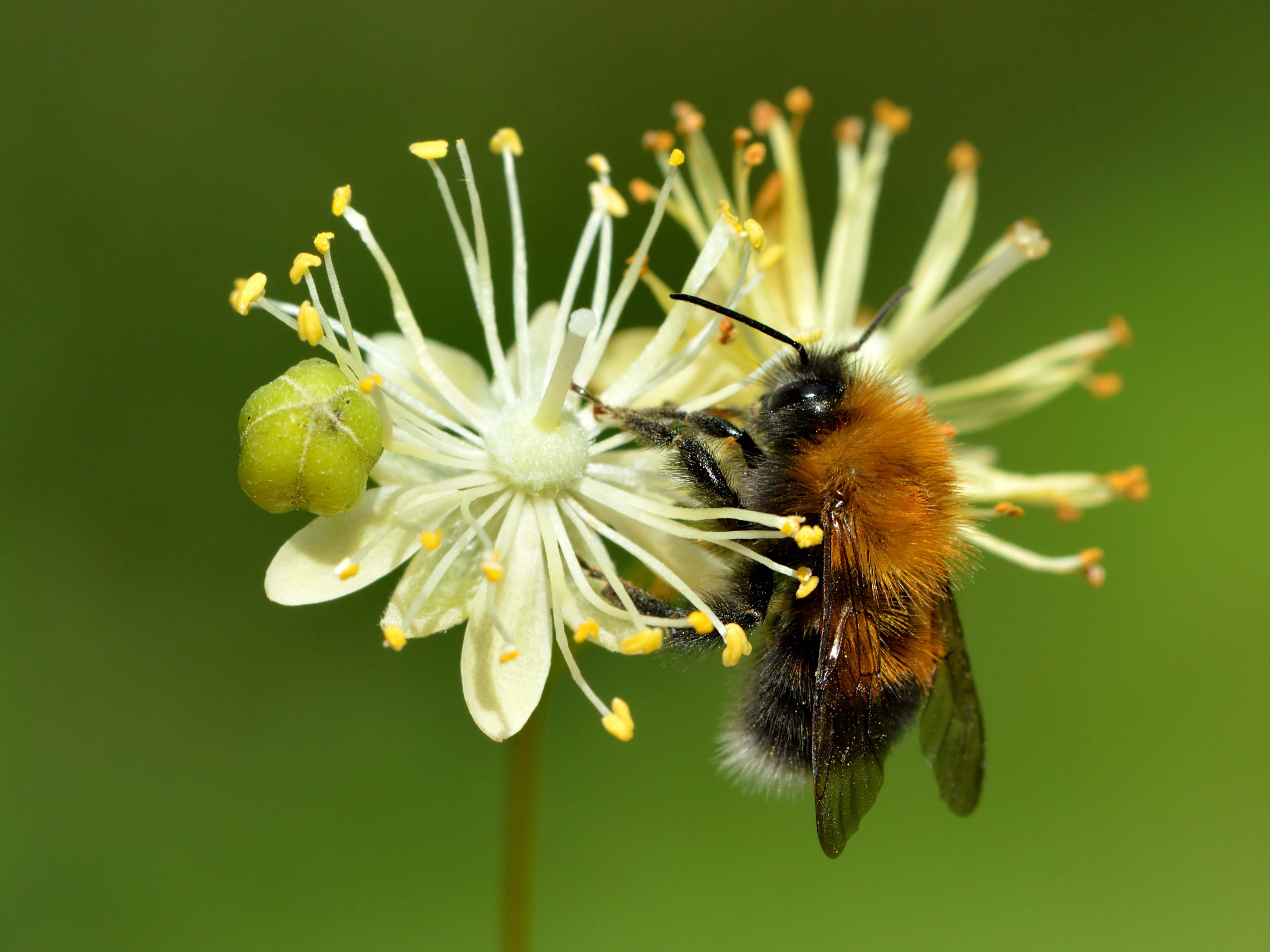 animal, bumblebee, flower, tree bumblebee