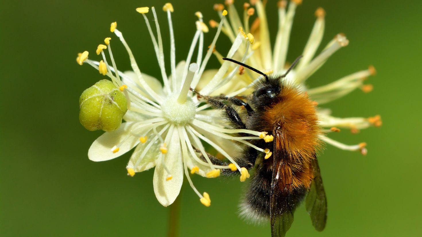 Виды нектара. Пчелы медоносы 14. Липа Шмель июнь. Пчела на Липе. Шмель фото.