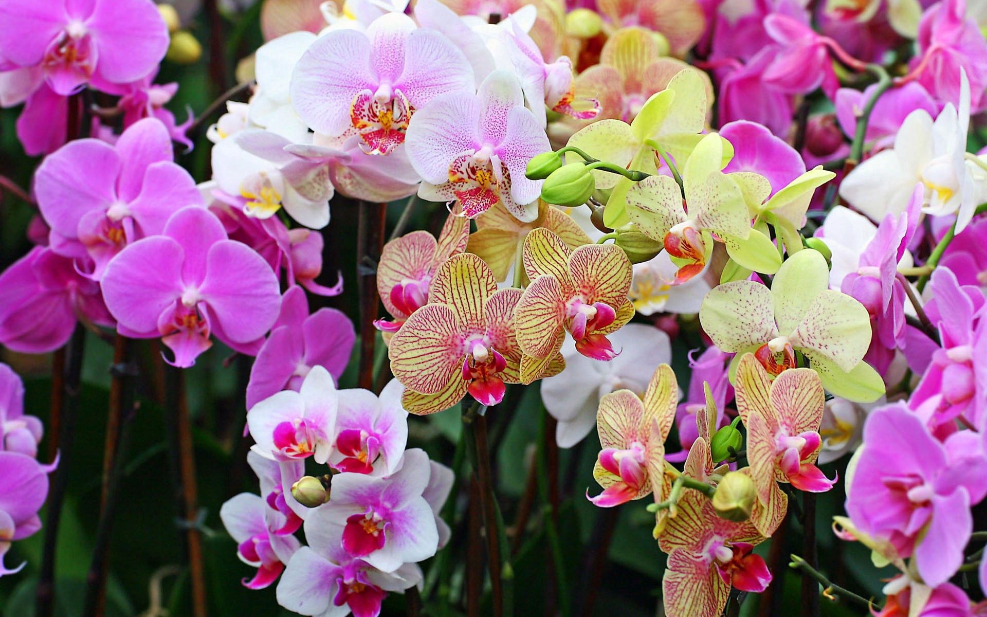 76984 скачать обои крупный план, орхидеи, цветы, красочные, разные, яркие - заставки и картинки бесплатно
