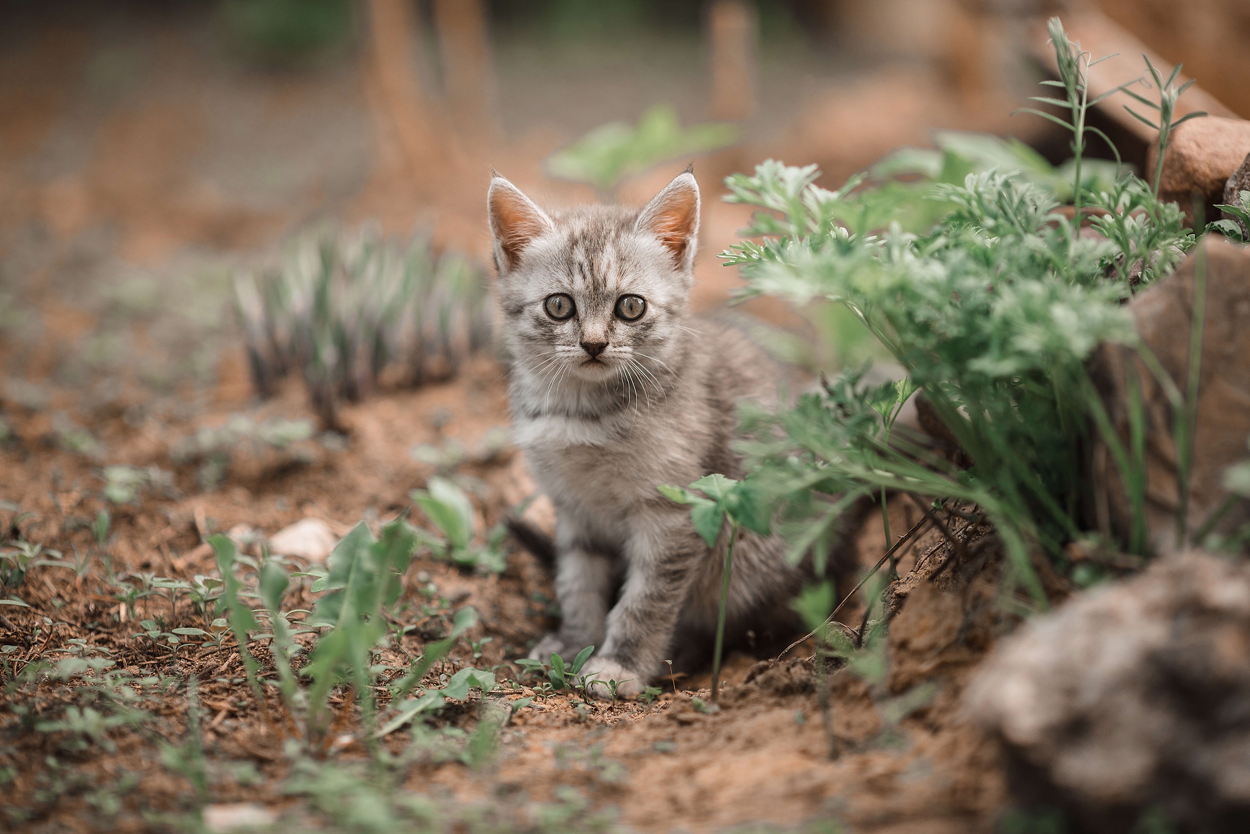 Фото обычных котят