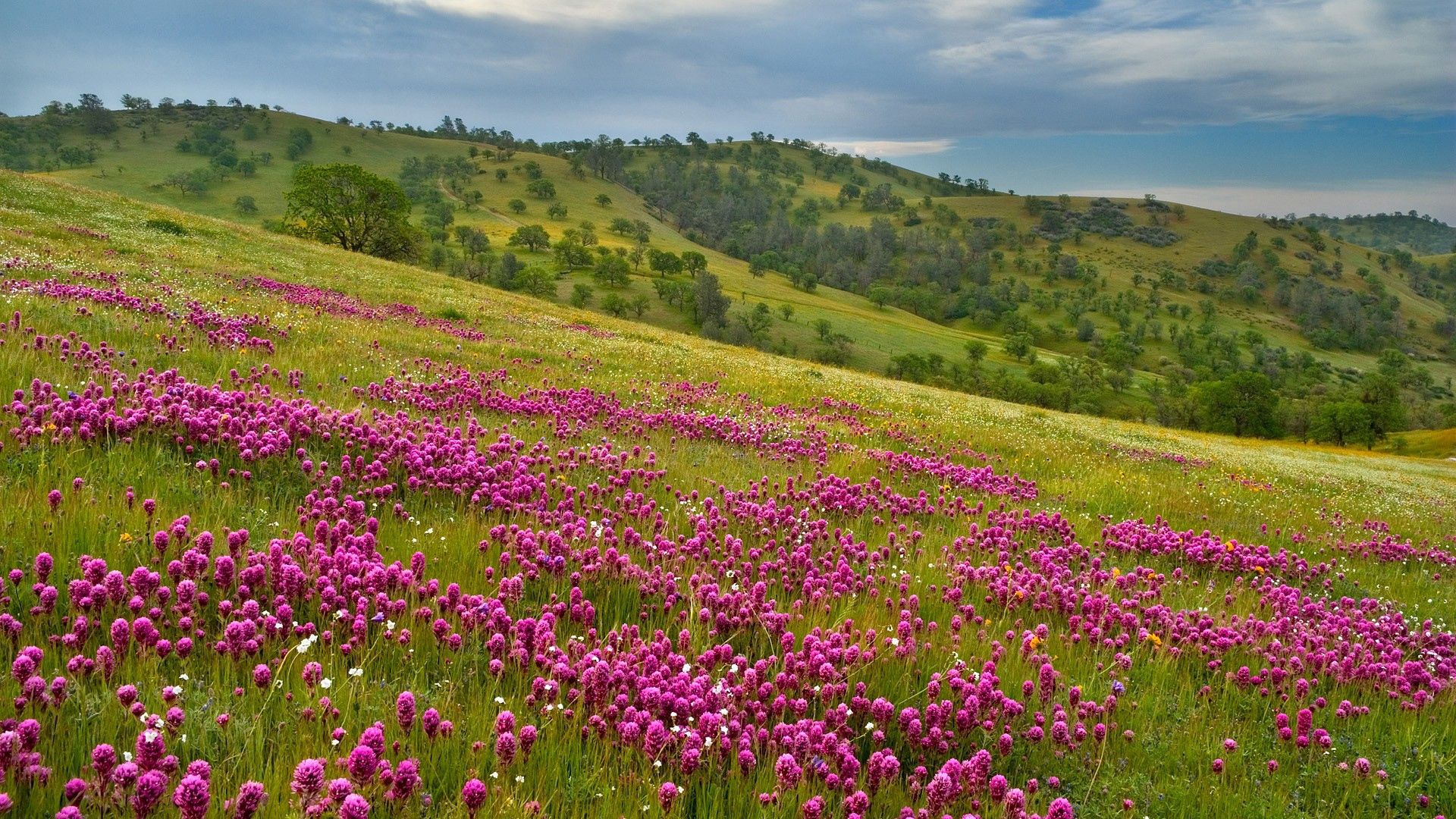 Handy-Wallpaper Natur, Sky, Feld, Grass, Blumen kostenlos herunterladen.