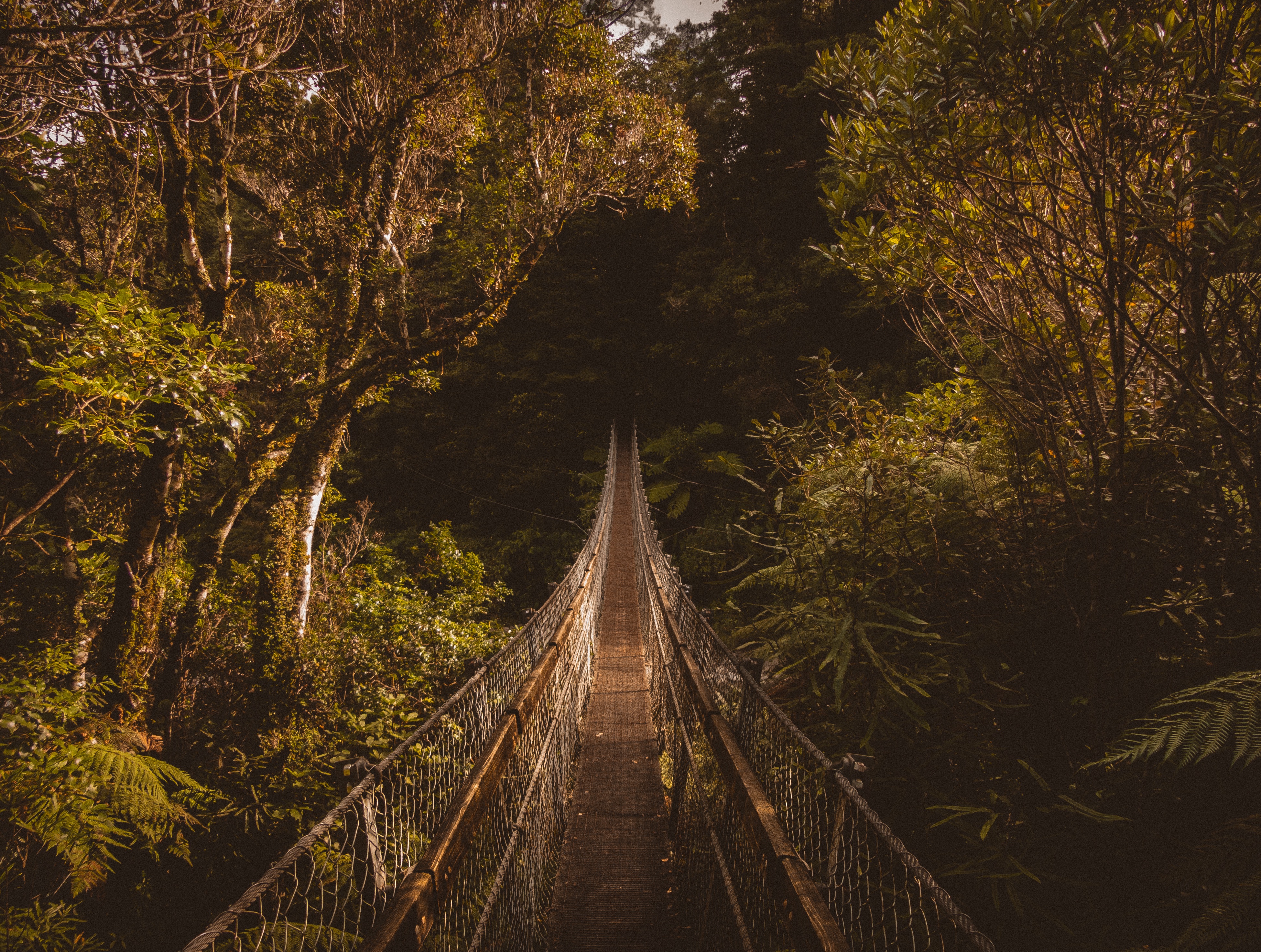 bridge, trees, nature, suspension bridge cellphone